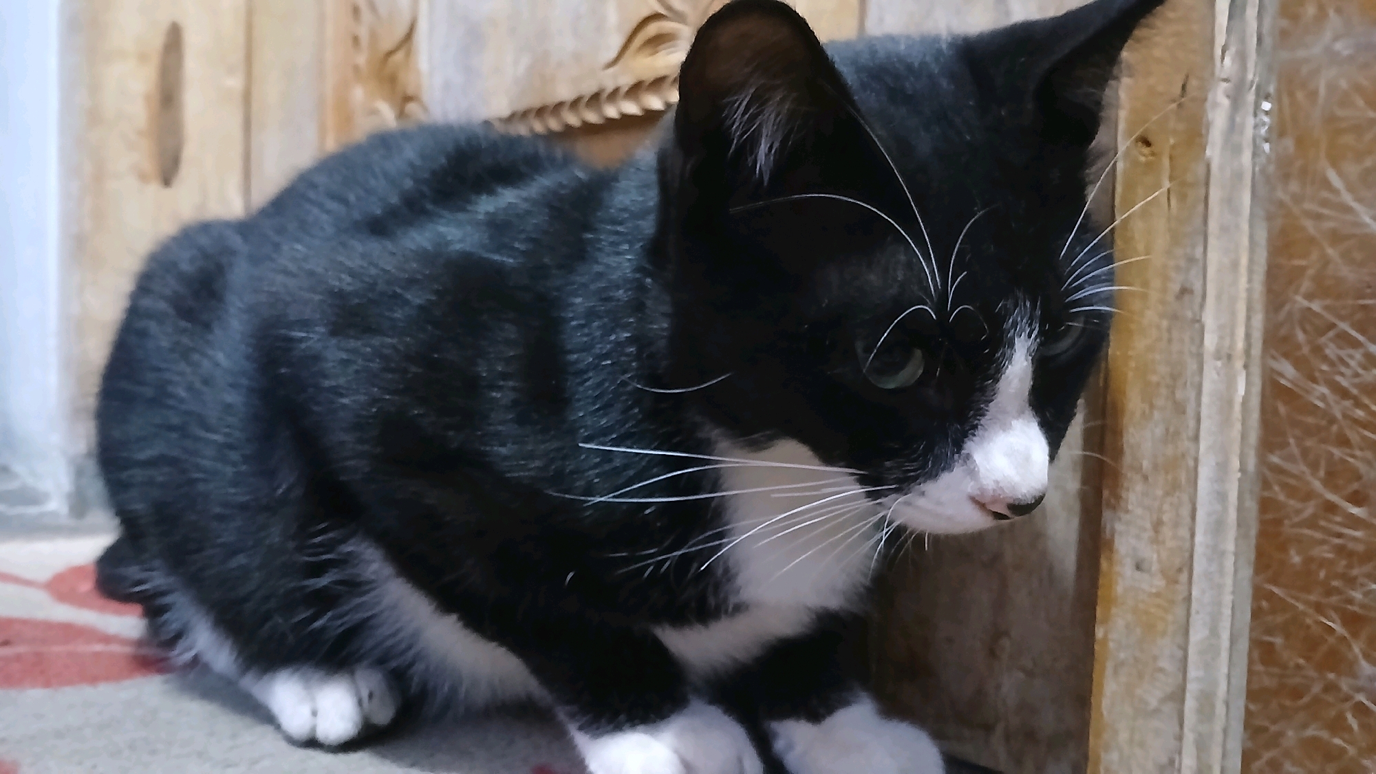 A black and white cat is sitting on a patterned rug next to a wooden structure. The cat is looking to the right with its green eyes. The background consists of a wooden wall with textured patterns. The scene appears to be indoors, possibly in a home in Kloncing, Indonesia.