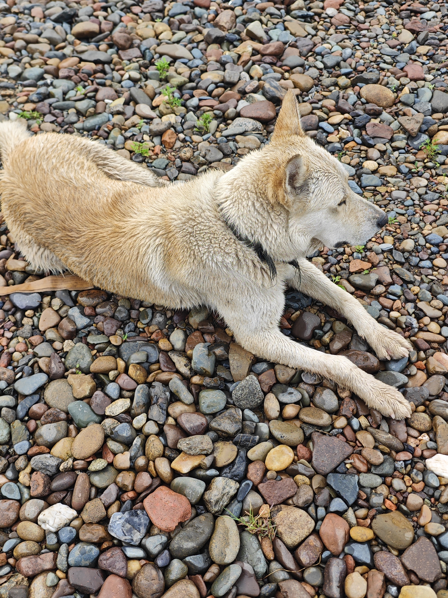 A light brown dog with wet fur lies on a bed of multi-colored, smooth, rounded stones. The dog is facing to the right, with its head slightly raised and its body stretched out. A black collar is visible around its neck. The stones appear to be damp, suggesting a recent rain or proximity to water. The background is entirely composed of these stones, with a few small green shoots of grass peeking through in places. The lighting suggests an overcast or shaded environment. The scene is devoid of any human presence or urban elements that would indicate a specific location within the city of Krasnoyarsk, Russia.