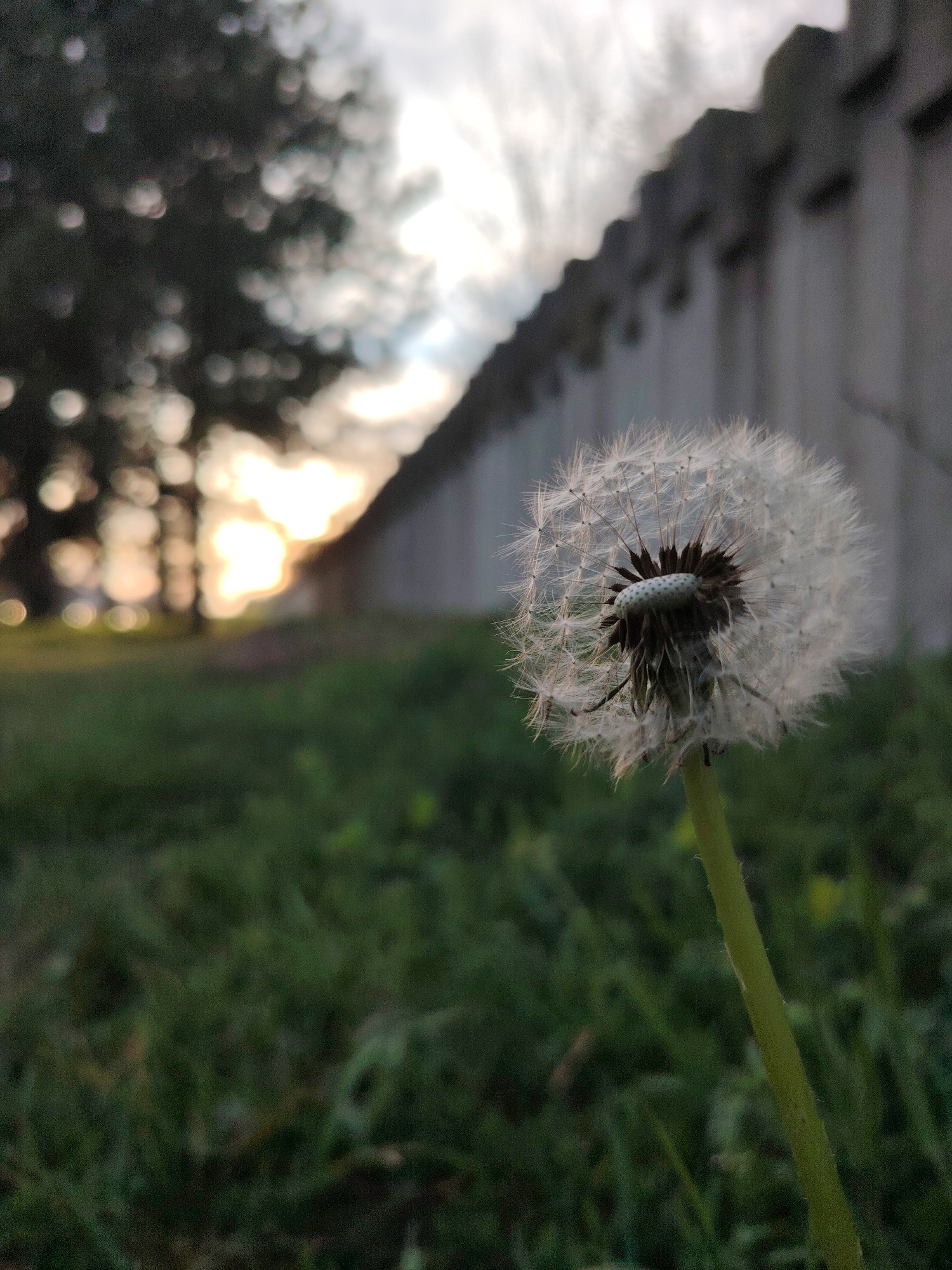 A dandelion in seed stands prominently in the foreground of the scene. Its stem is green and textured. Behind the dandelion is a patch of blurry green grass. The background includes a blurry, grey wall that stretches horizontally across the image, receding into the distance. To the left of the wall, blurry trees are visible, and a bright, blurred light suggests sunset or sunrise. The location is probably Veliko Tarnovo, Bulgaria, as the walls around the city look like this. There are no people visible in the scene.