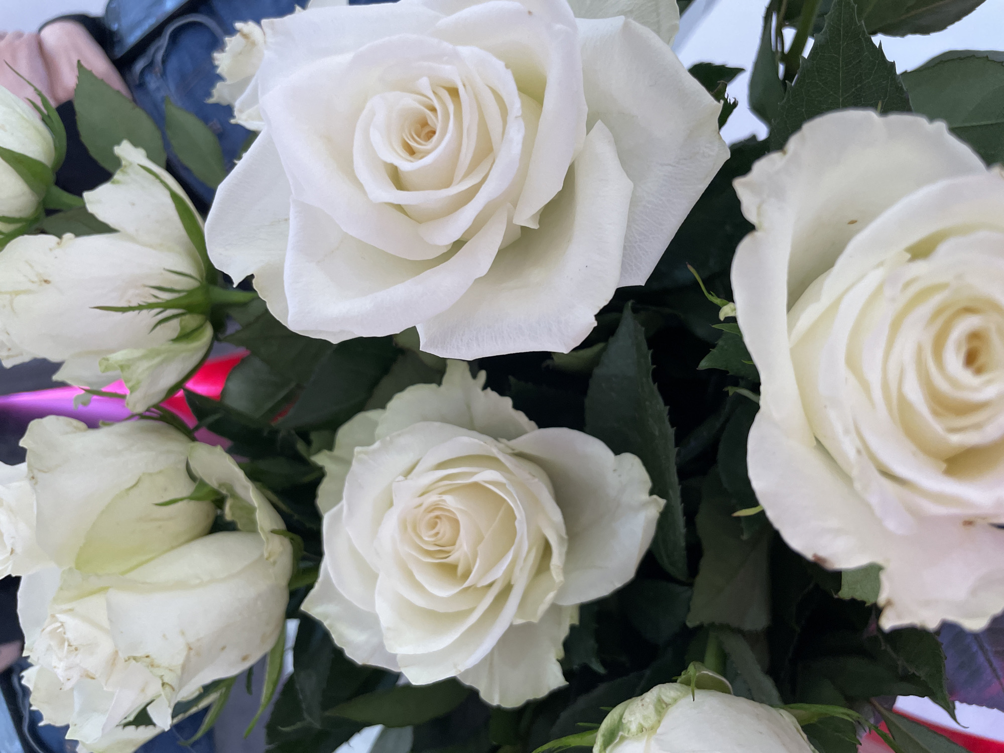 This is a close-up, eye-level shot of a bouquet of white roses. The roses are in various stages of bloom, with some fully open and others still partially closed. Their petals are delicate and velvety, with subtle variations in shade from pure white to a soft cream. Dark green leaves provide a lush backdrop to the flowers, creating a striking contrast. The lighting is soft and natural, highlighting the textures and forms of the roses. The background is blurred, suggesting that the focus is entirely on the floral arrangement. There are no discernible people, objects, or environmental details that would indicate a specific location within the city of Khmelnytskyi, Ukraine.