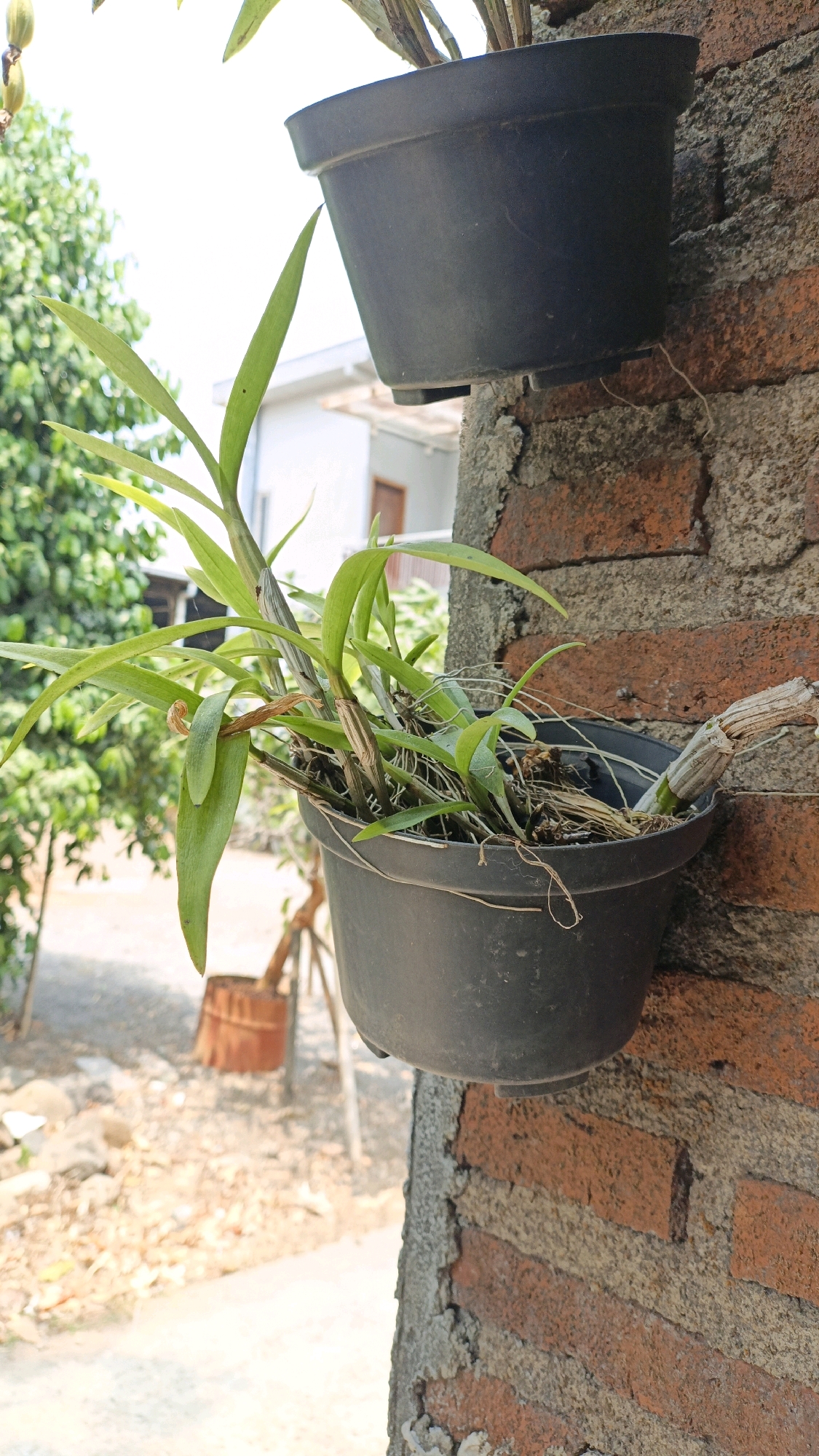 A black plastic pot containing an orchid plant with green leaves and brown stems is mounted on a brick wall. The pot is positioned in the lower center of the frame. Another black plastic pot with what appears to be the same plant is mounted higher up on the wall, to the left of the lower pot. The brick wall is made of red bricks with gray mortar. In the background, there is a blurred view of trees, a white building, and a dusty ground. The overall scene suggests an outdoor setting, possibly a garden or a courtyard, in the city of Jepara, Indonesia.