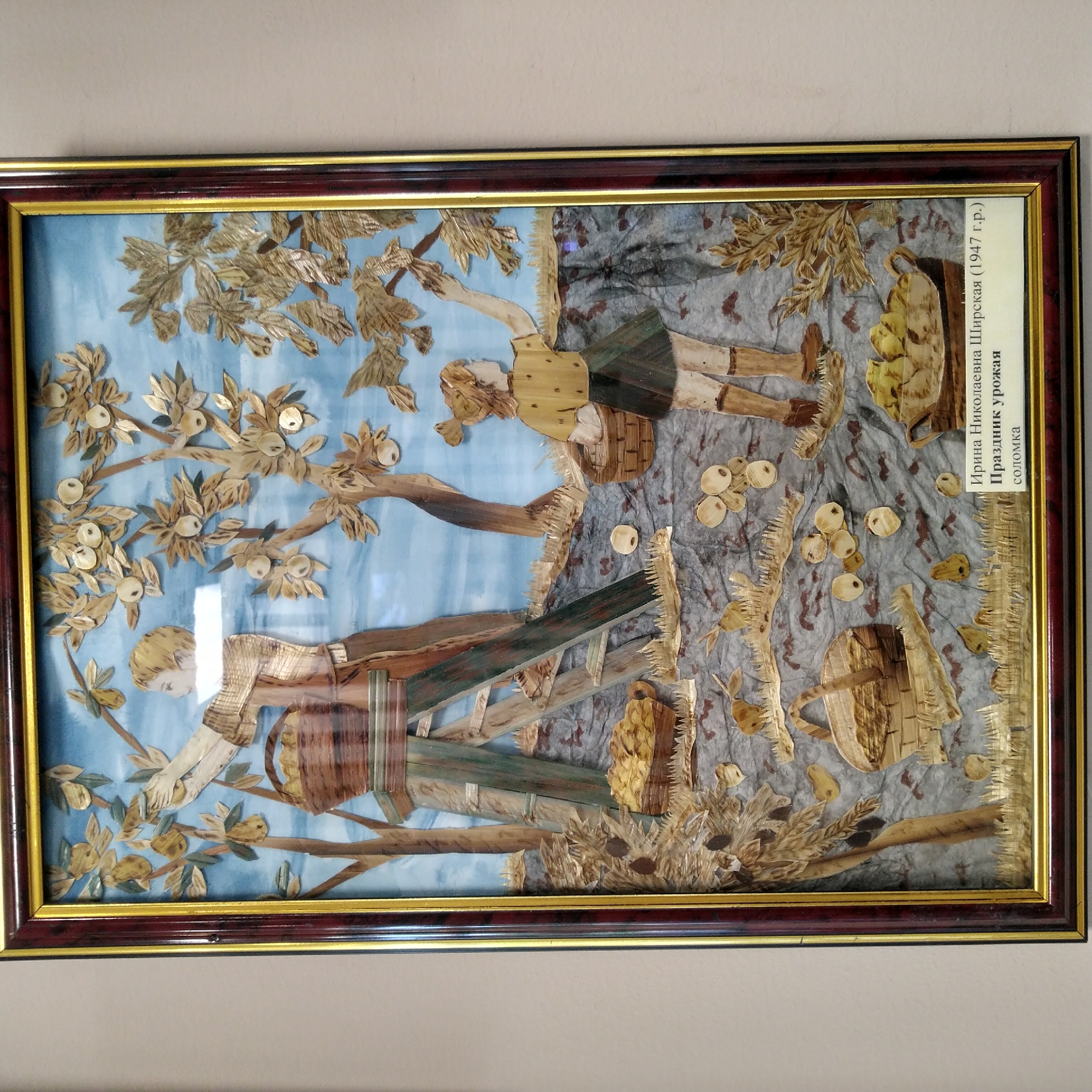This is a framed artwork depicting a harvest scene, likely made from straw or dried plant material. The artwork is positioned on a light-colored wall, with a portion of the wall visible to the left and right of the frame. The frame itself has a dark outer edge, a gold inner band, and a thin dark inner edge.
The artwork shows two figures, a man and a child, harvesting fruit from trees. The man, on the left, is depicted from the waist up, wearing a striped shirt and holding a basket. He is standing on a ladder reaching for fruit. The child, on the right, is a girl wearing a yellow top and a dark skirt. She is holding a basket and reaching for fruit from a tree. Both figures are rendered in a stylized, folk-art manner.
The background of the artwork is a light blue sky with white wispy clouds. The trees have leaves and fruit made of straw-like material. In the foreground, there are baskets filled with fruit, scattered fruit on the ground, and what appears to be grass or straw. The ground itself has a textured, mottled appearance.
Below the artwork, there is a white plaque with text in Russian. The text identifies the artist as "Ирина Николаевна Ширская (1947 г.р.)" and the artwork as "Праздник урожая" (Harvest Festival) made of "соломка" (straw).
The image was taken indoors, likely in a gallery or museum, given the presentation and lighting. The artwork appears to be a significant piece, given its prominent display.