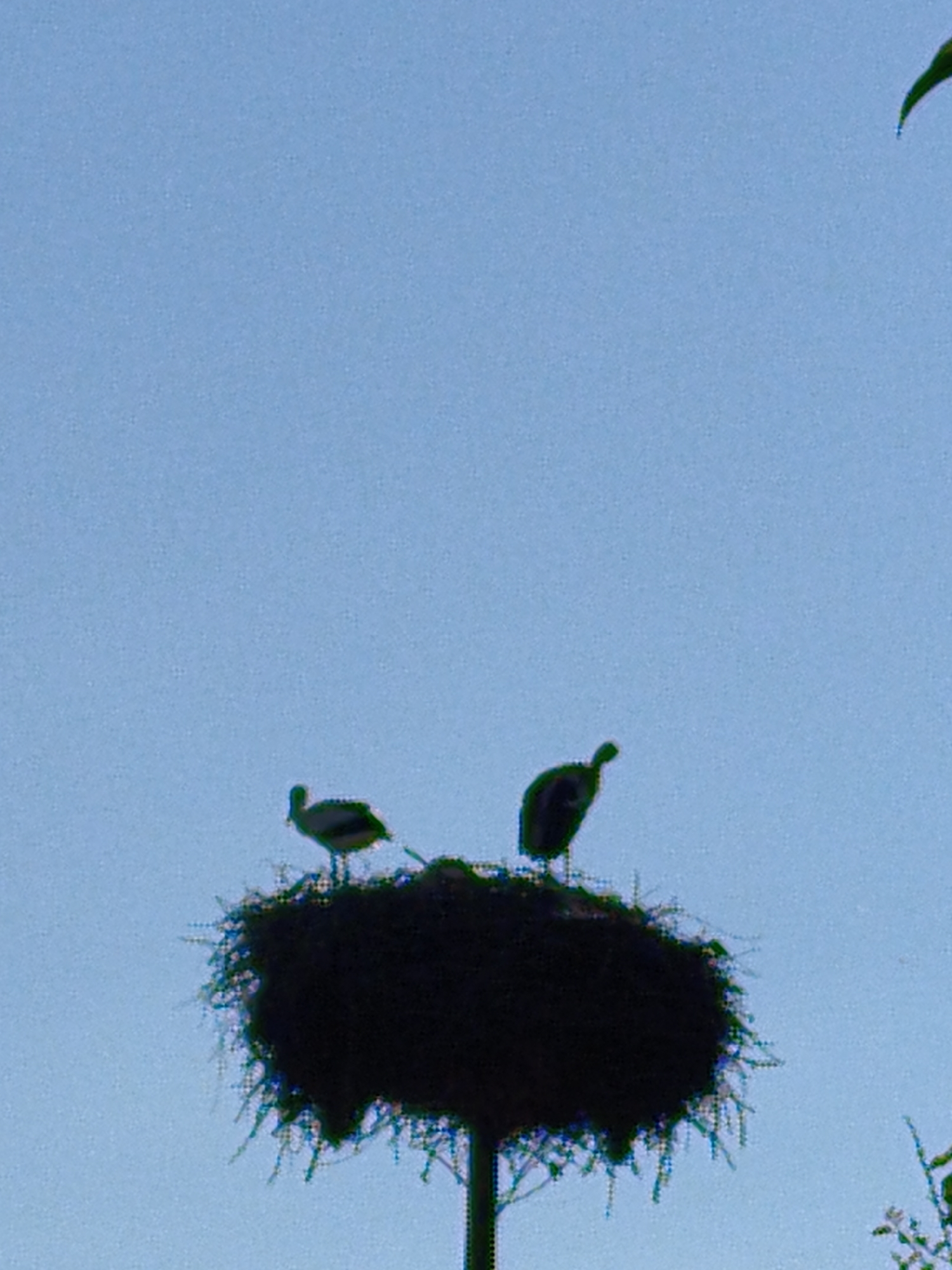 A black silhouette of a large bird nest sits atop a pole against a light blue sky. Two birds are perched on the nest. The bird on the left is a stork, facing right, with its beak slightly open. The bird on the right is also silhouetted and facing left. The nest is made of twigs and appears to be a rough, irregular shape. The image appears to have been taken in the city of Ustyvytsia, Ukraine, based on the context provided.