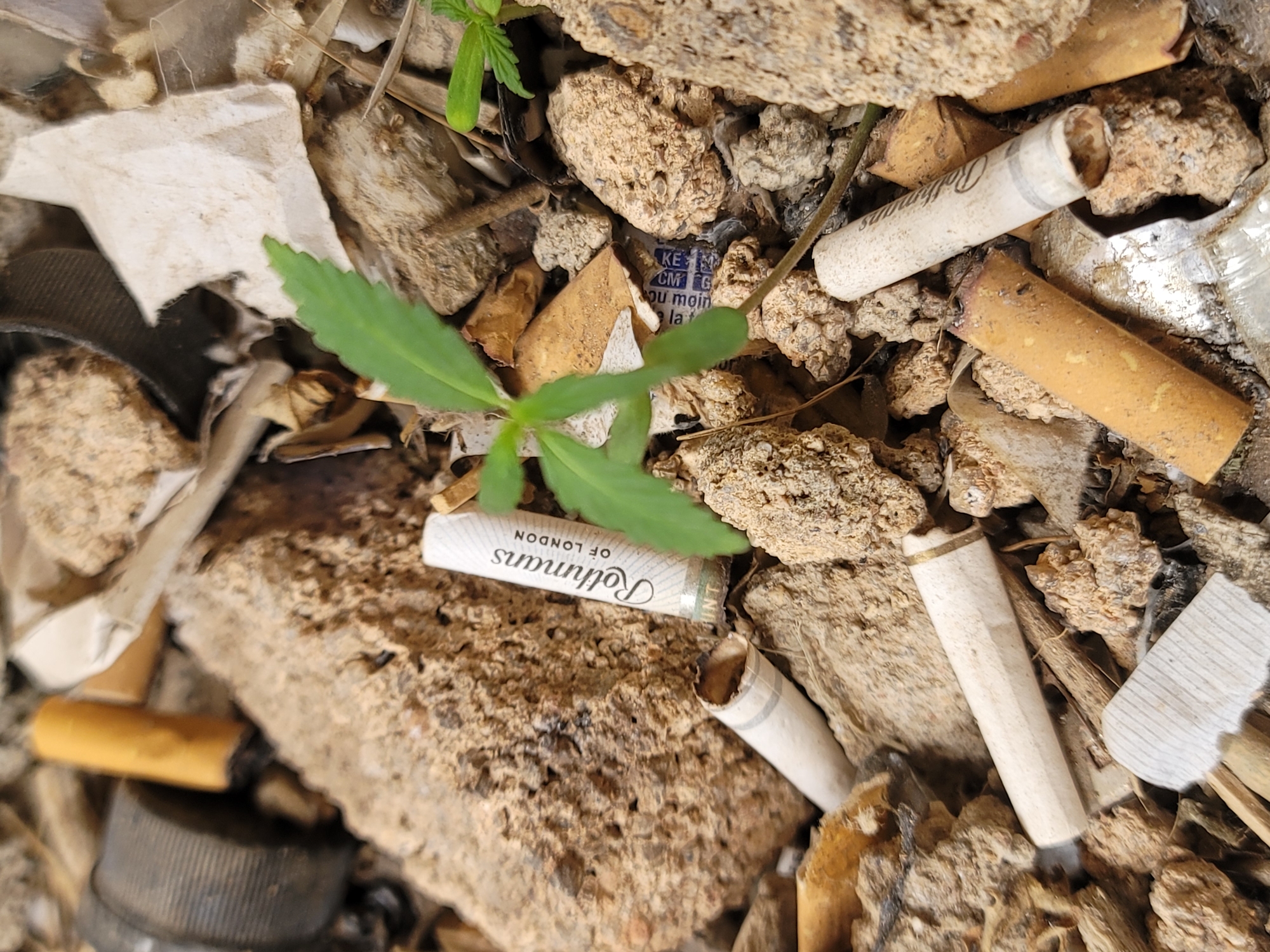 The image depicts a close-up, overhead view of a small green plant growing amidst discarded cigarette butts and debris. The scene appears to be outdoors, possibly in an urban or semi-urban environment, given the presence of cigarette filters and what looks like a bottle cap. The ground is covered with rough, granular material, likely soil and small rocks, mixed with dry leaves and shredded paper.
The central focus is the young plant with its distinctive, serrated leaves, pushing through the litter. Several cigarette butts, both smoked and unsmoked, are scattered throughout the frame. Some are white with brown filters, while others show the yellowed end of the tobacco. One cigarette butt is clearly labeled "Rothmans OF LONDON."
Other visible objects include fragments of light-colored paper and what could be a black plastic cap, possibly from a bottle. The lighting suggests it is daytime, with natural light illuminating the scene. There are no people or animals visible. The overall impression is one of neglect and the intersection of nature and human waste. The location context provided places this scene in Barakin Akawo, Nigeria.