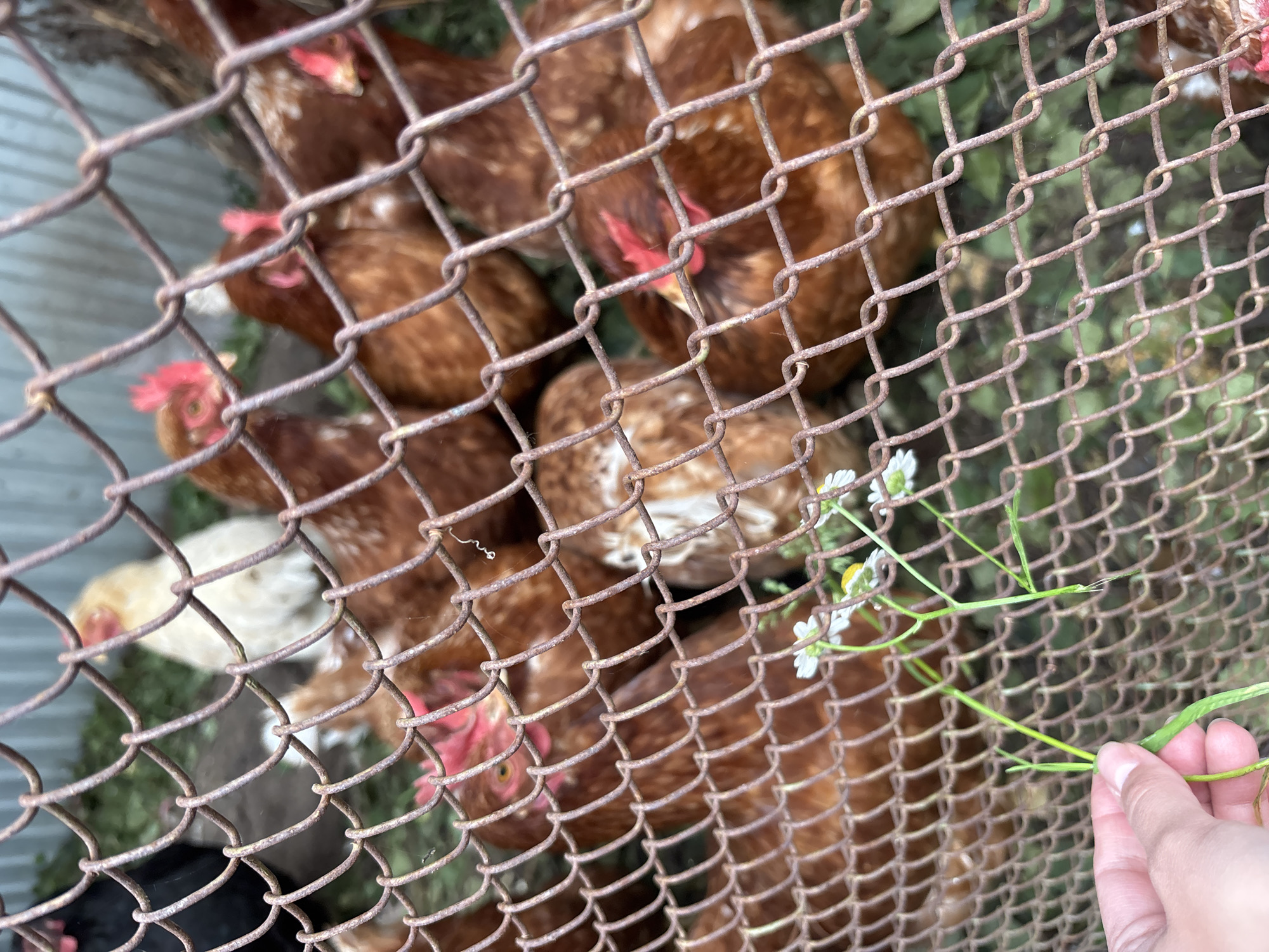 In Chaikovsky, Russia, a person's hand is holding a small sprig of grass in front of a chain-link fence. Behind the fence, a flock of chickens, mostly brown with a few white feathers, are visible in an outdoor enclosure. Some of the chickens have red combs. The ground is covered in dirt and green vegetation. The fence is rusty and weathered, suggesting it is outdoors.