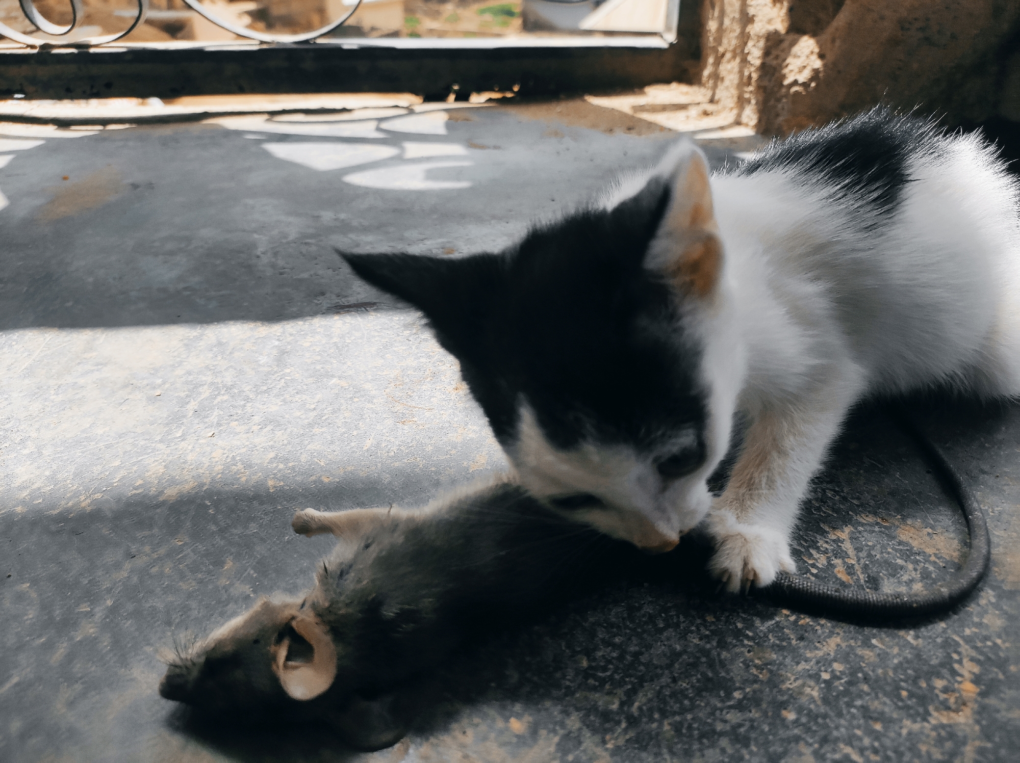 A black and white kitten interacts with a dead rodent on a concrete surface. The location is Jos, Nigeria. The kitten is positioned near the rodent, possibly examining or playing with it. A dark object that could be the rodent's tail lies near the kitten's paw. A window or opening is visible in the background, partially obscured by bars or a fence, suggesting an outdoor or semi-outdoor setting. The concrete surface is stained and uneven.