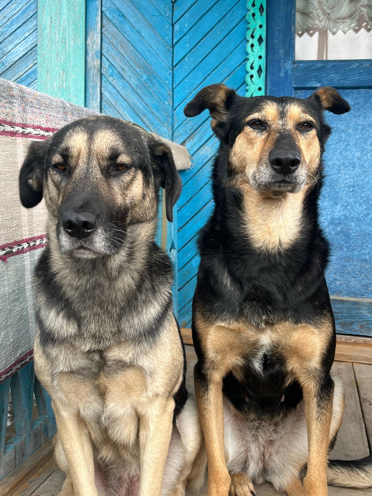 Two dogs are sitting on a wooden porch in front of a blue wooden building with ornate trim. The dog on the left is facing forward with its head slightly tilted, and the dog on the right is also facing forward, looking directly at the camera. The background shows a section of the building with a window covered by white lace curtains. The porch is made of wooden planks. The setting appears to be an outdoor scene, possibly residential. There is a woven mat or blanket draped over a bench to the left of the dogs. The image was captured in Nizhny Tagil, Russia.