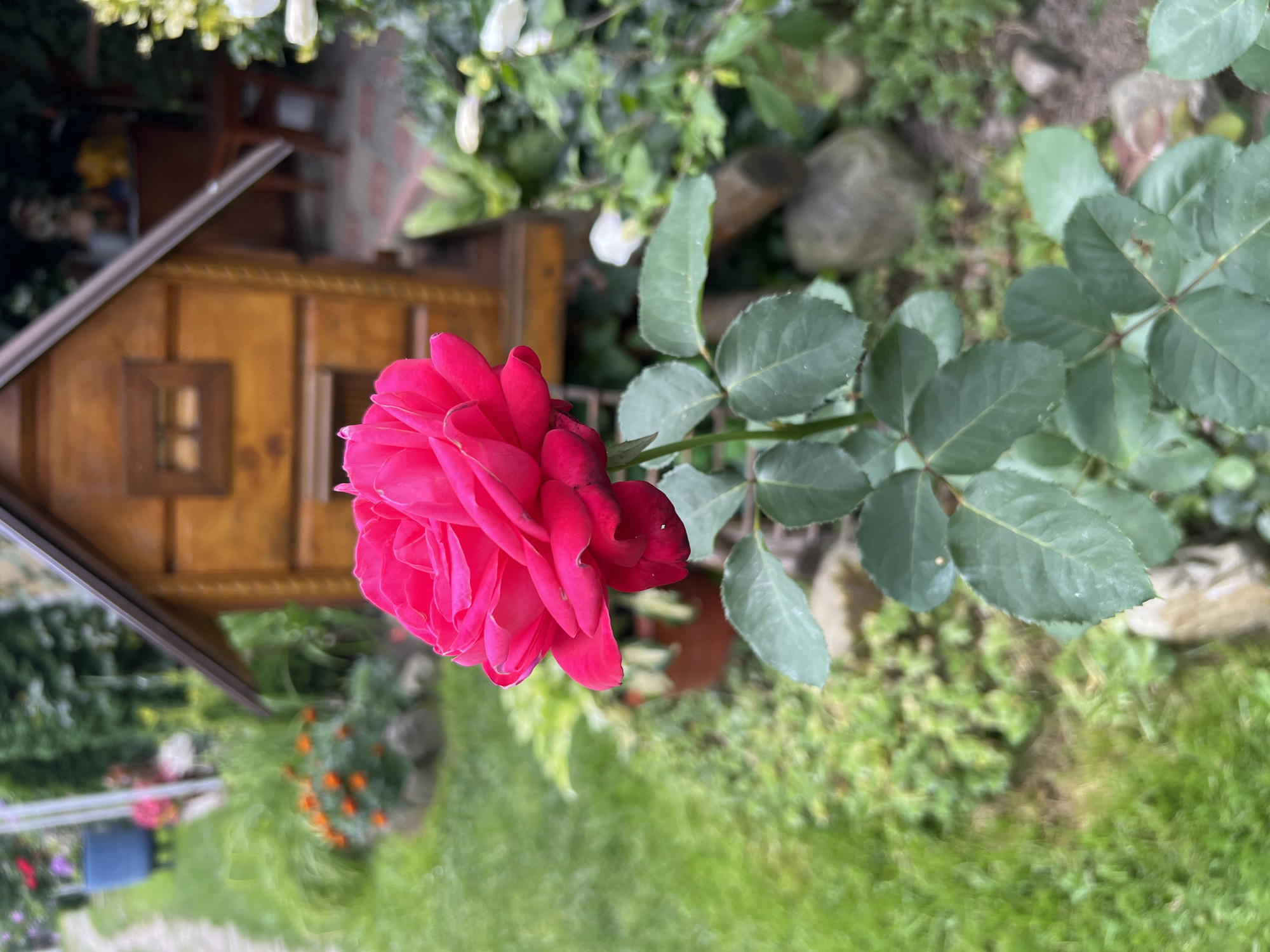The image depicts a close-up of a vibrant pink rose in bloom, with its petals unfurling and a dark edge visible on one petal. The rose is positioned in the foreground, slightly off-center to the left. Behind the rose, a small, wooden, two-story structure with a sloped roof and a small window is visible, resembling a birdhouse or a miniature house. The structure is made of natural wood and has a warm, honey-colored tone.
The environment surrounding the rose and the wooden structure appears to be a garden. Lush green grass covers the ground, interspersed with scattered rocks and other plants. In the background, out of focus, are more garden elements, including a pathway, more greenery, and hints of other flowers in shades of orange and pink. The overall setting suggests a peaceful, natural outdoor space. There are no people or animals visible in the image. The lighting suggests it is daytime, with soft natural light illuminating the scene. The image is a still photograph, capturing a moment in time in a garden setting. The presence of the wooden structure and the well-maintained garden suggests a private residential garden or a public garden area.