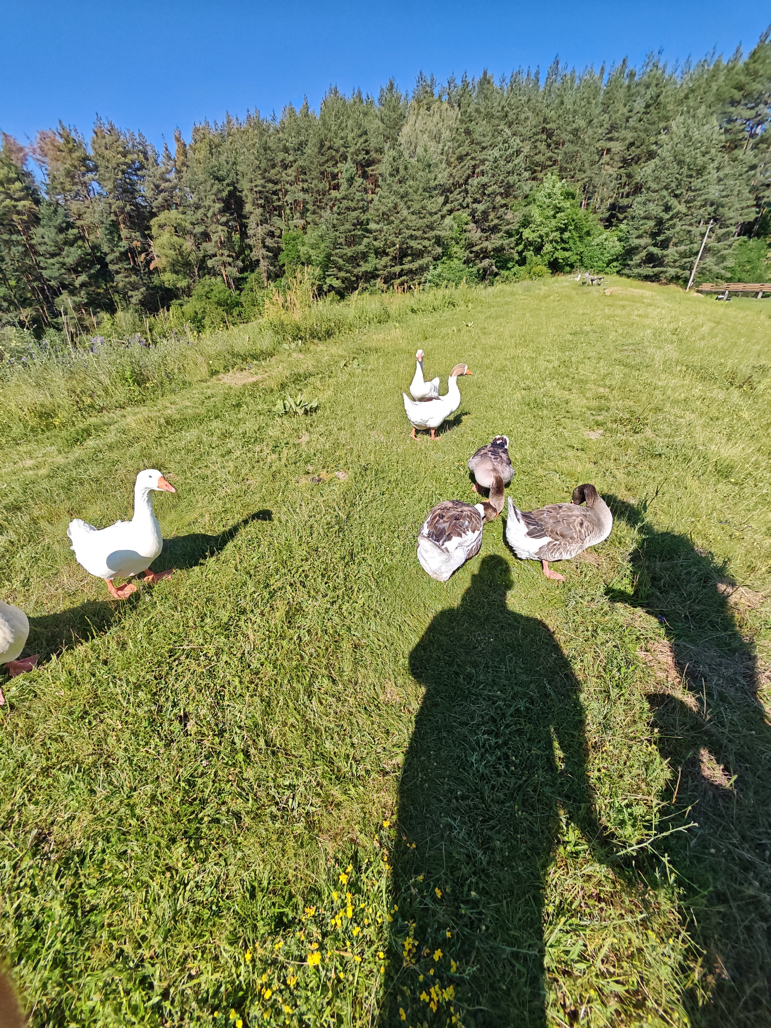 In Alino, Bulgaria, a group of geese are gathered on a grassy hill. The geese are of varying colors, including white, grey, and brown. Some of the geese are standing, while others are preening or resting. The hill is covered in green grass and small yellow wildflowers. In the background, a dense forest of pine trees lines the horizon under a clear blue sky. A wooden bench is visible to the right of the frame, suggesting a picnic area or resting spot. The shadows of two people are cast on the grass, indicating their presence, though they are not fully visible in the frame. The scene is bathed in bright sunlight, suggesting it is daytime.