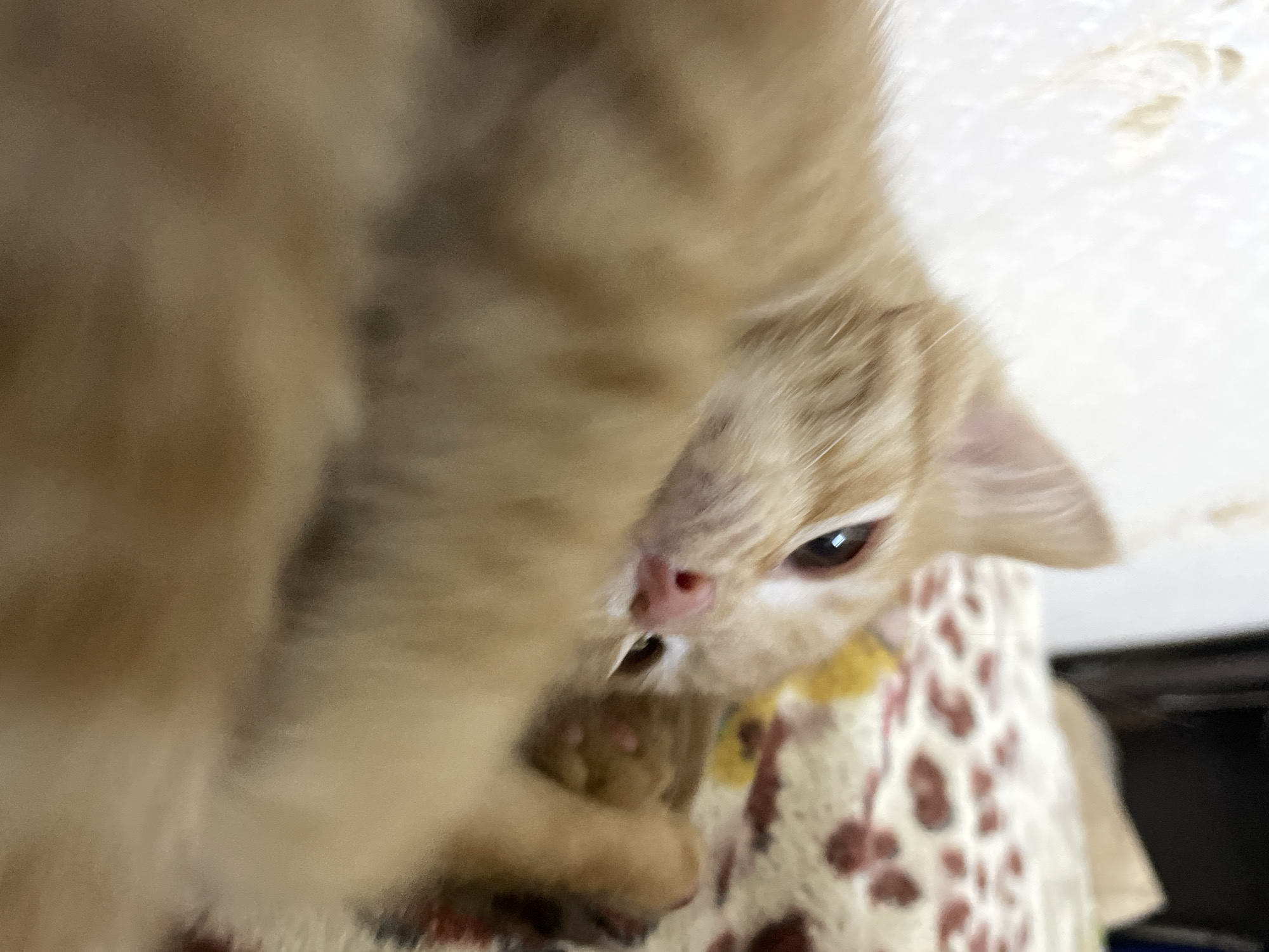 A ginger kitten is lying down on a patterned blanket. The kitten is looking towards the camera with its left eye visible. Its right paw is extended towards the camera. The background is blurred and appears to be an indoor setting, possibly a bed or sofa, with a textured wall in the upper left corner. There is no information about the city of Almaty, Kazakhstan, in this image.