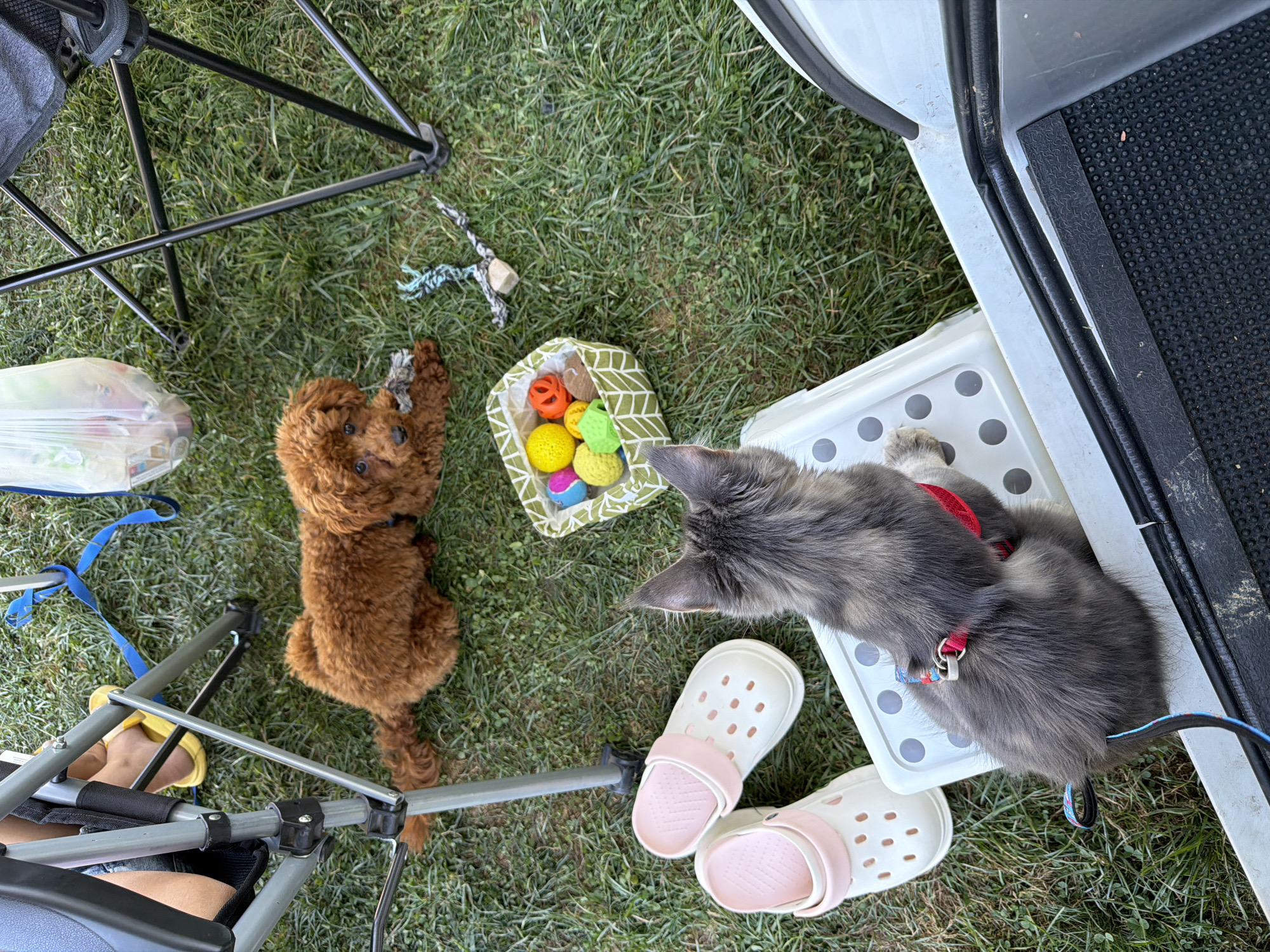 An outdoor scene on grass shows a small, fluffy, reddish-brown poodle puppy lying down, chewing on a toy. To the left, a person's legs are visible, wearing yellow sandals and sitting in a folding chair. A pair of white Crocs with pink trim are placed on the grass near the chair. In the center of the image, a green woven basket filled with colorful pet toys sits on the grass. A grey and black cat with a red harness is perched on a white step stool, looking towards the basket. A white vehicle is partially visible on the right side of the frame. The scene appears to be in a park or camping area. The location of Sarnitsa, Bulgaria, is not visually ascertainable from the provided image.