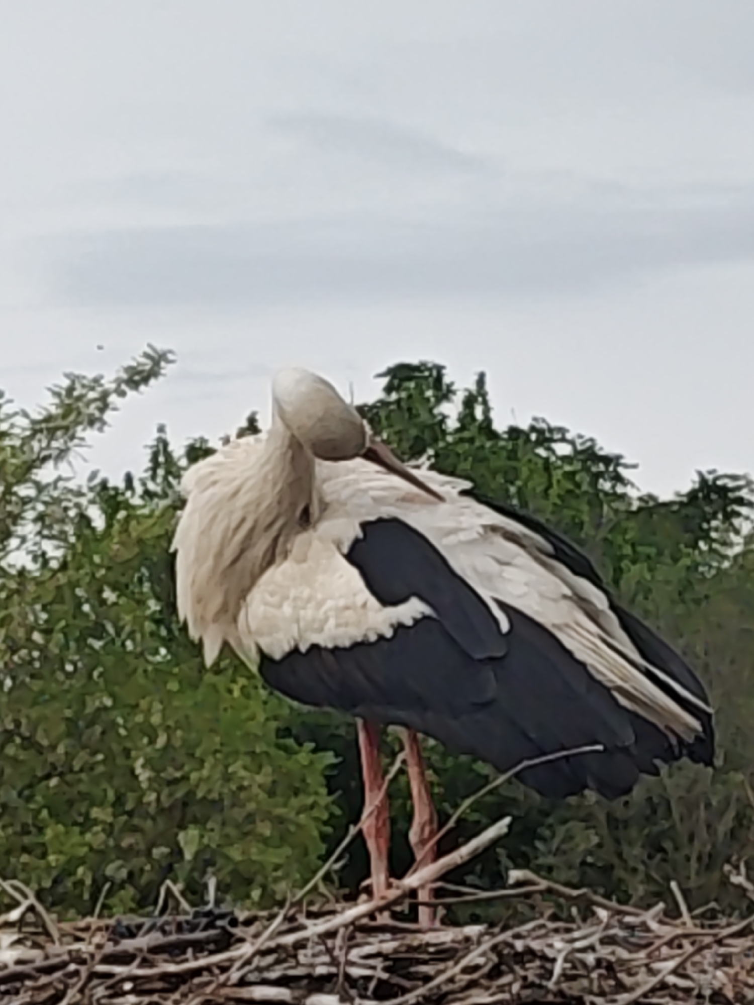 A white stork stands in its nest, likely a twig platform, against a backdrop of green trees under a cloudy sky. The stork is preening its feathers. The location is likely the city of Unknown, Unknown.