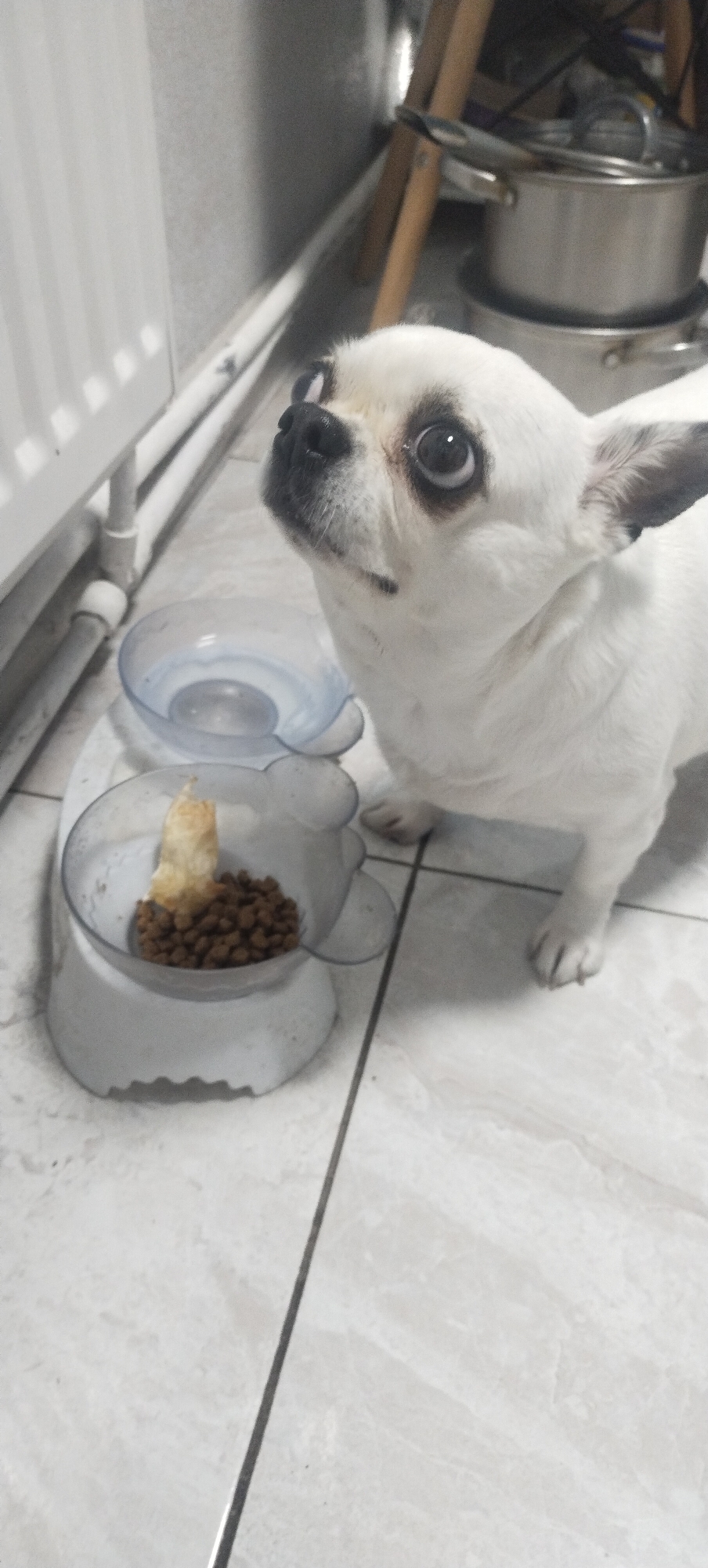 A small, white dog with large, dark eyes looks up from next to its food bowls. The dog is positioned in the foreground, to the right of the frame. In front of the dog are two clear plastic bowls on a white base. The bowl closer to the dog contains dry kibble and a piece of food that resembles a dog treat. The other bowl is empty and slightly wet. The dog's fur is short and smooth. In the background, a radiator is visible on the left, and kitchen pots and pans are stacked on the right, on a wooden structure. The floor is tiled with a light-colored marble pattern. The scene appears to be indoors, likely in a kitchen or dining area. The image is captured from a slightly low angle.