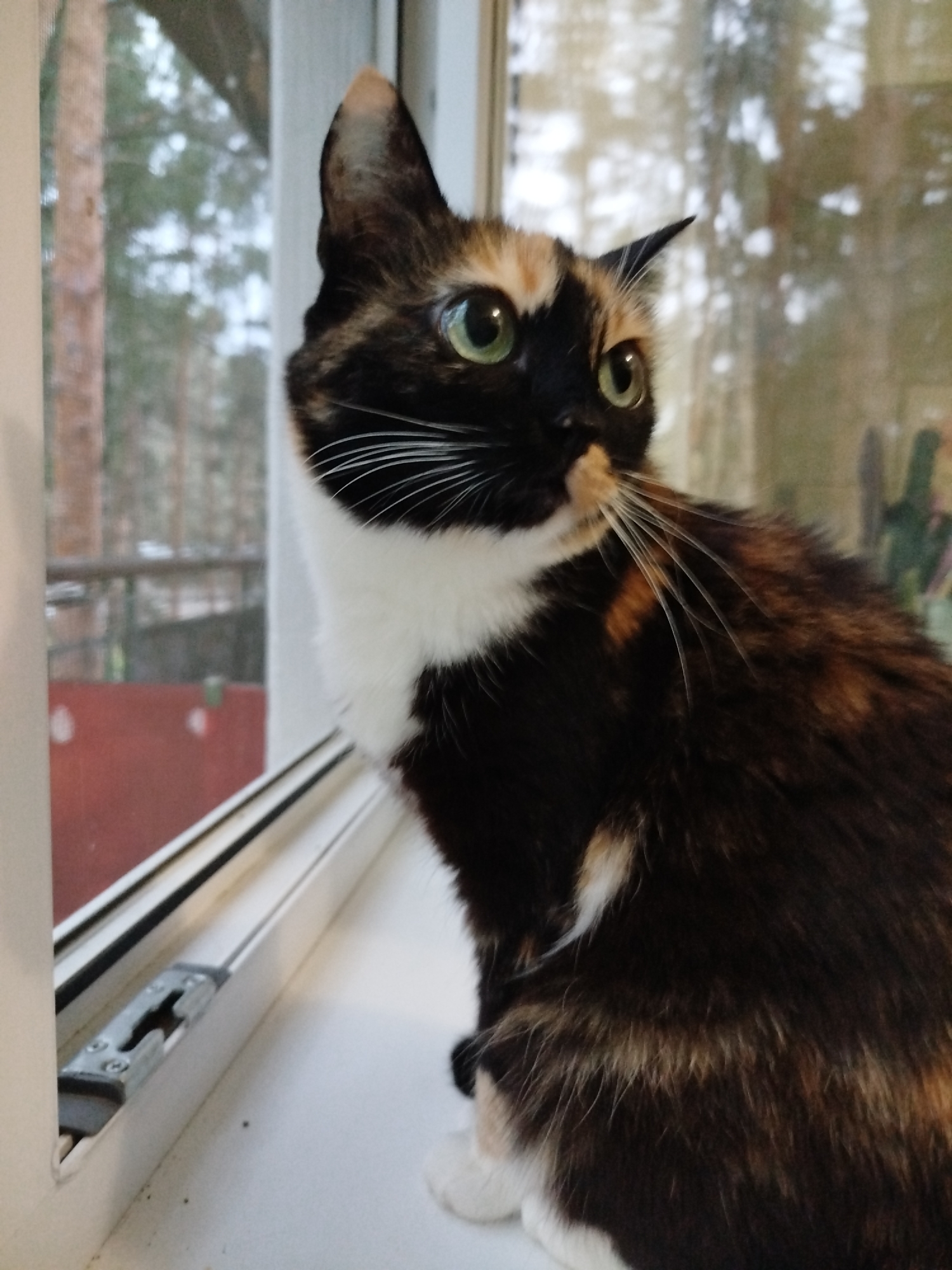 A tortoiseshell cat sits on a white windowsill indoors, looking out a window. The cat is predominantly black and brown with patches of white on its chest and paws. It has green eyes and long white whiskers. The window overlooks a scene of trees, possibly a forest or wooded area, with a blurred background of grey sky. The window frame and hardware are visible, and a red object can be seen through the window on the left side.