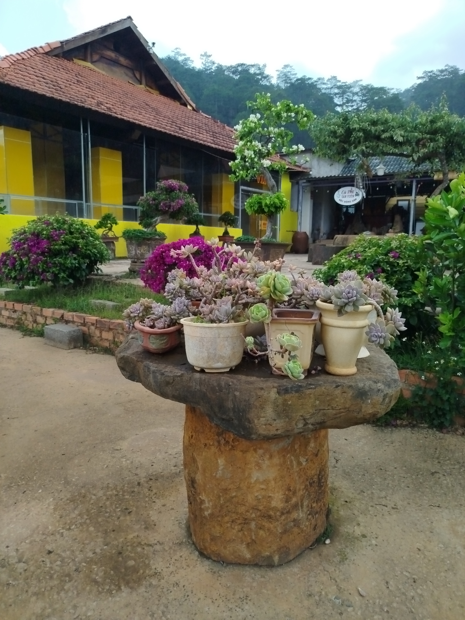The image shows a collection of potted succulents arranged on a stone table in Hiep Thanh, Vietnam. The table consists of a large, roughly cylindrical stone base topped with a wider, irregularly shaped stone slab. The succulents vary in size, color, and arrangement, potted in ceramic containers of different shapes. Behind the table, there are various plants and shrubs, including flowering bushes. In the background, a yellow building with a red-tiled roof is visible, along with other structures and trees. The ground is a light-colored concrete or stone surface. The weather appears overcast.