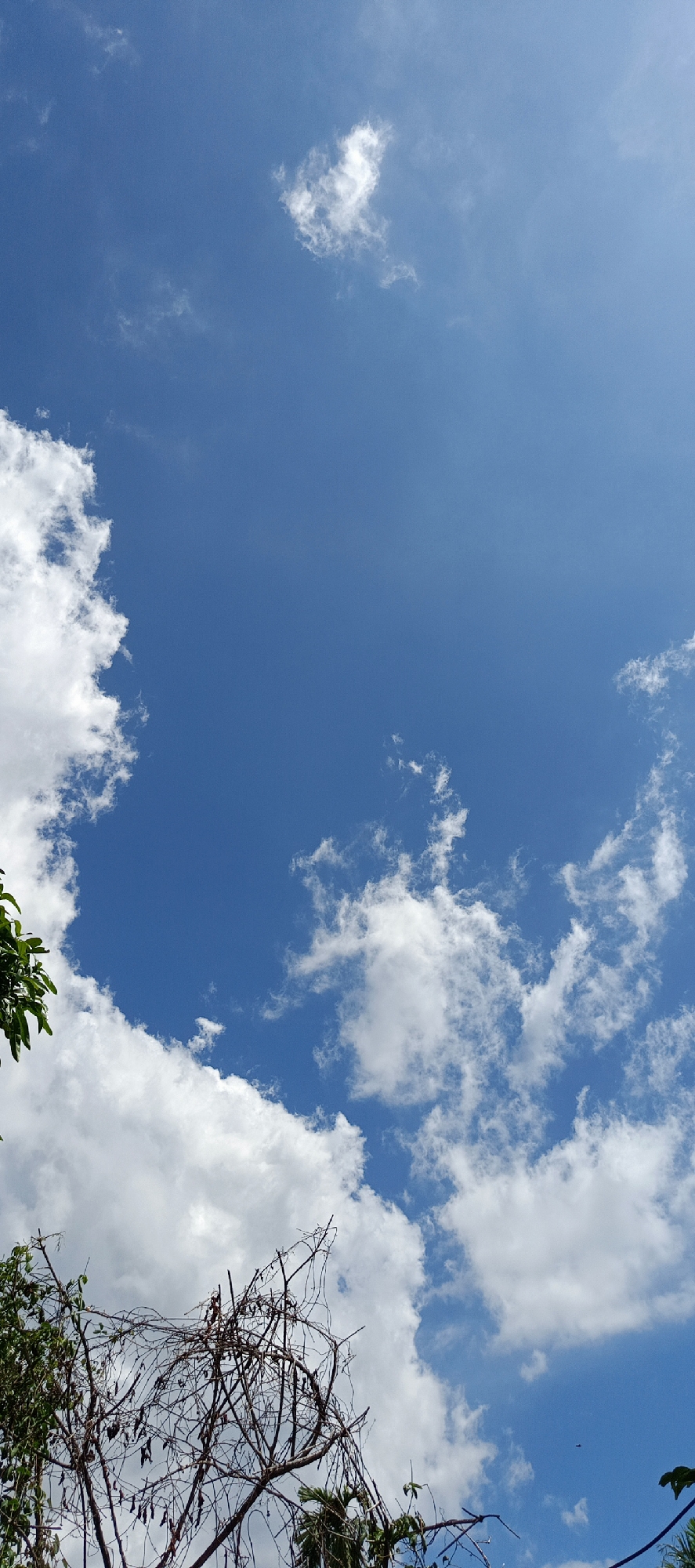 This is a vertical, outdoor, daytime photograph taken from a low angle looking up at a bright blue sky with scattered white clouds. The lower portion of the image features the tops of trees. On the left side, there is lush green foliage. In the center and right, there are bare, tangled branches of a tree, with some dried seed pods visible. The sky is clear and sunny, with fluffy, cumulus clouds. The overall impression is of a bright, clear day with some vegetation in the foreground. The scene is likely in Pashiebeutong, Indonesia, given the tropical vegetation and clear sky. There are no people or animals visible in the frame.