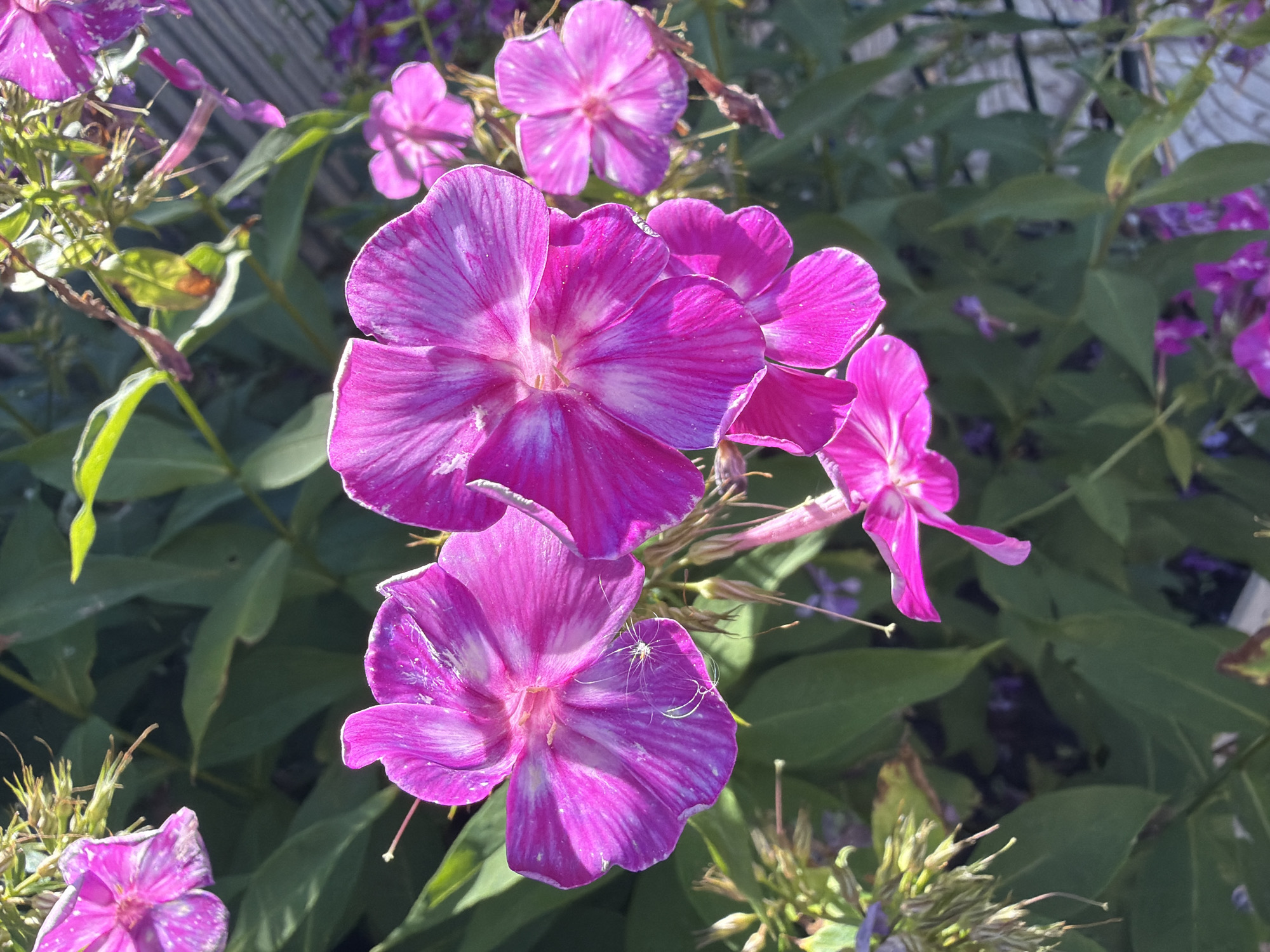 The image shows a close-up view of several bright pink phlox flowers blooming in what appears to be a garden. The flowers have delicate, striped petals and are set against a backdrop of lush green foliage. In the foreground, a small spider is visible on one of the petals. The lighting suggests it is daytime, possibly late afternoon, given the dappled sunlight. The presence of a wooden fence in the background hints at an outdoor setting. The image does not contain any information to indicate its location in Rublevets, Russia, or any specific urban context.