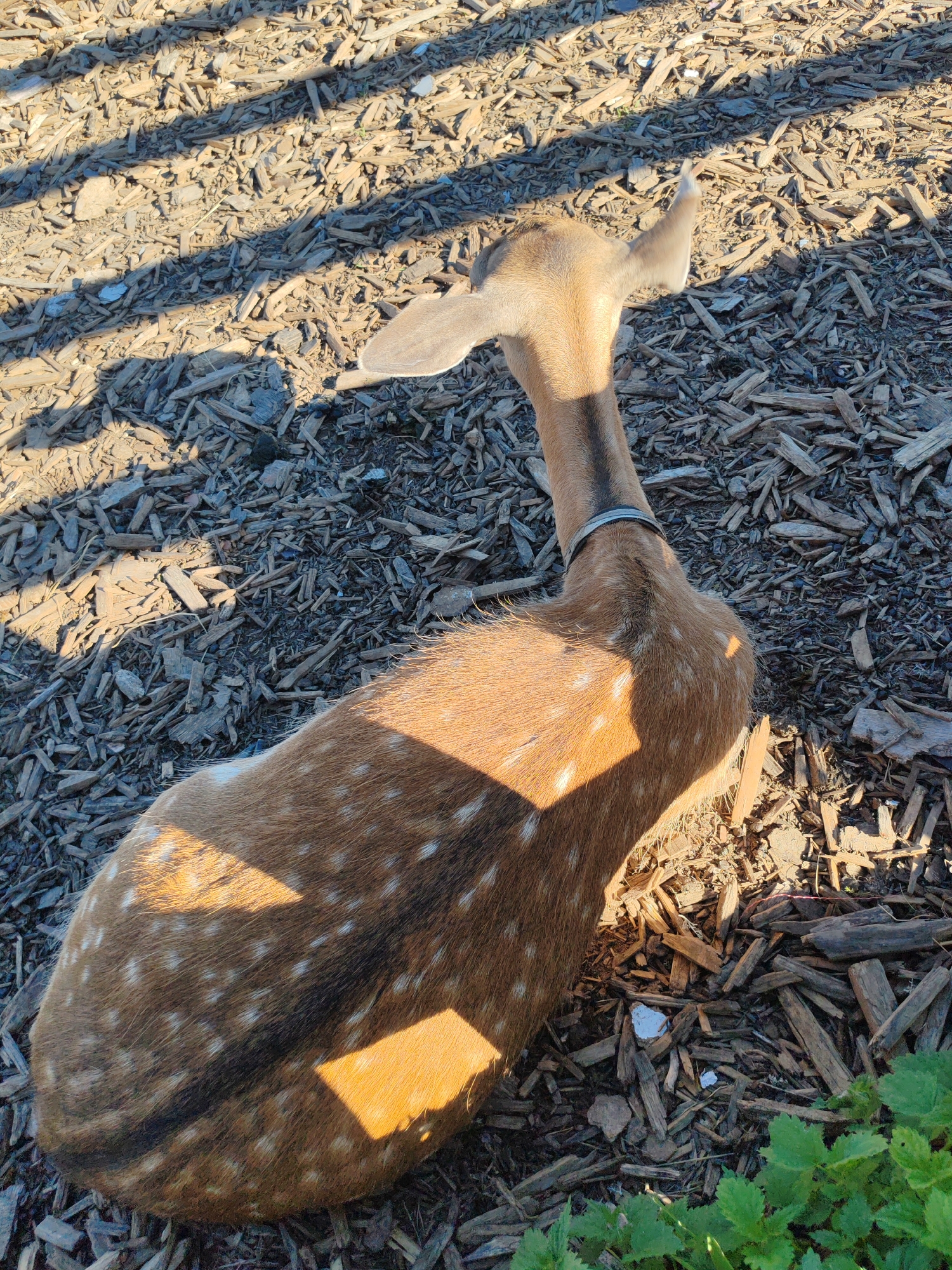 The image shows a deer lying on the ground, covered with wood chips and bathed in dappled sunlight. The deer has a spotted coat and is wearing a collar. The environment appears to be an outdoor enclosure, possibly in a park or zoo. There are shadows cast by a fence or other structure onto the ground. The image does not provide any specific details about the location in the city of Lukaši, Russia.