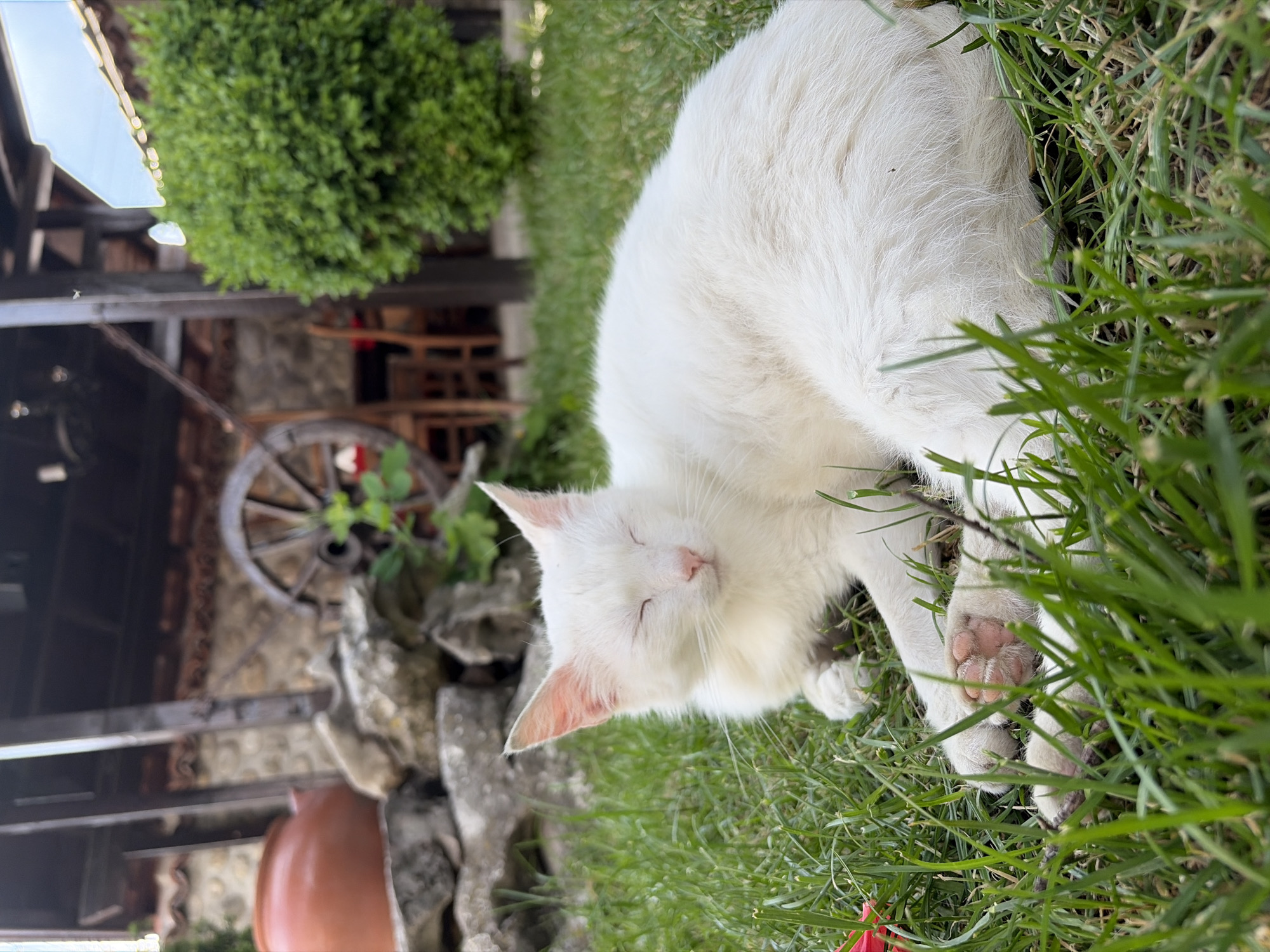A white domestic cat with closed eyes, indicating a state of rest or sleep, lies on a patch of green grass in the foreground. Its fur is white, and its exposed paw pads are pink. In the mid-ground to the left, a large, rounded, orange-brown terracotta pot is situated behind a low stone wall constructed of irregular grey and beige rocks. Above the stone wall, reddish-brown roof tiles and dark wooden support beams are visible. Partially obscured behind the wall is a weathered, spoked wooden wagon wheel. In the mid-ground to the right, a dense, spherical green bush is present. Further in the background, more dark wooden structural elements and faint outlines of wooden chairs and tables are discernible, suggesting an outdoor seating area. A small, partially visible red object is located in the grass in the lower-left foreground, near the cat's paws. The scene is illuminated by natural daylight. The location is the city of Unknown, Unknown.