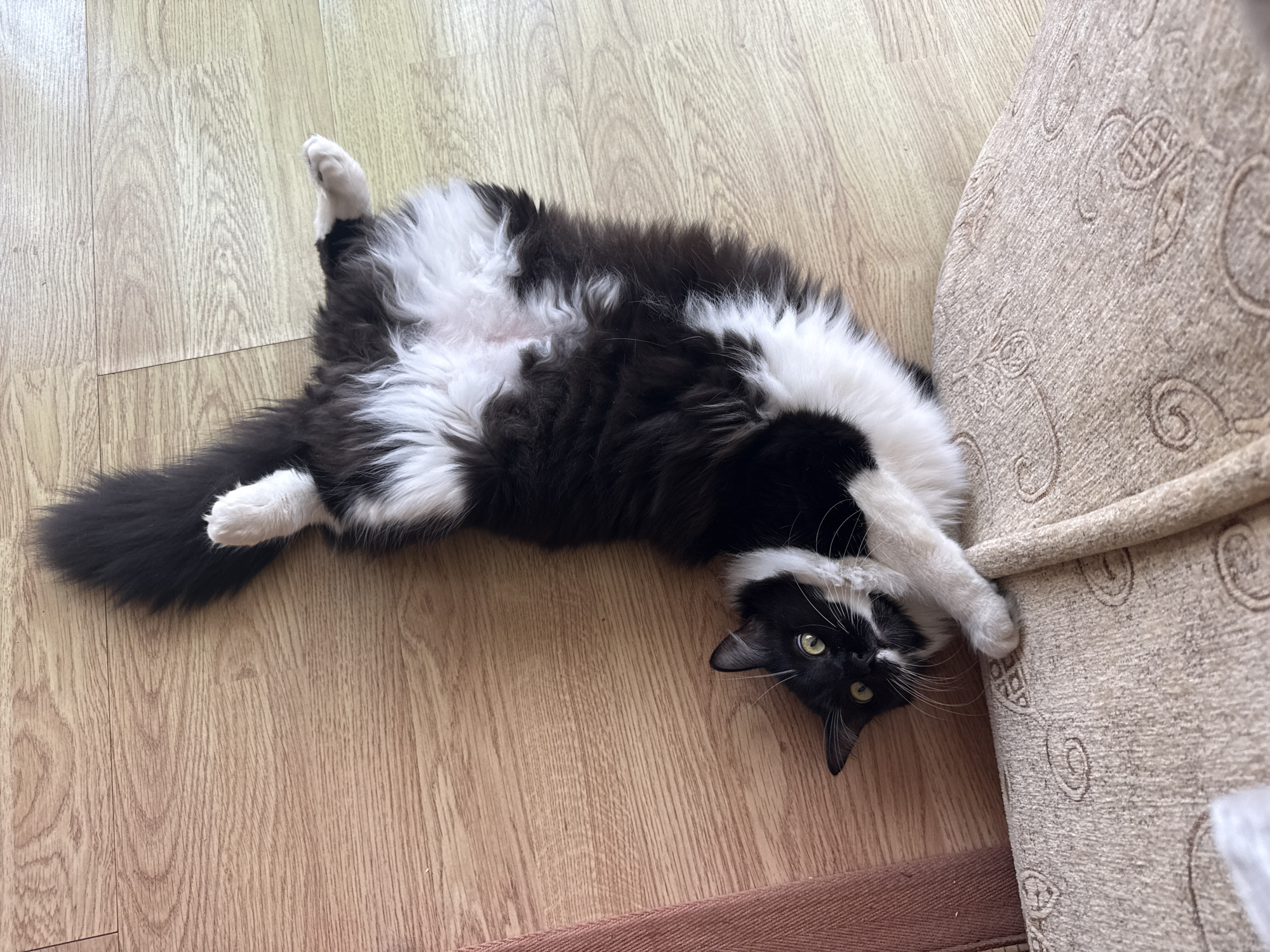 A black and white cat with fluffy fur is lying on its back on a wooden floor next to a beige upholstered couch. The cat's belly is exposed, and its paws are in the air. Its head is turned towards the camera, and its eyes are wide open. The cat appears to be relaxed and playful. The image was taken in Blagoevgrad, Bulgaria.
