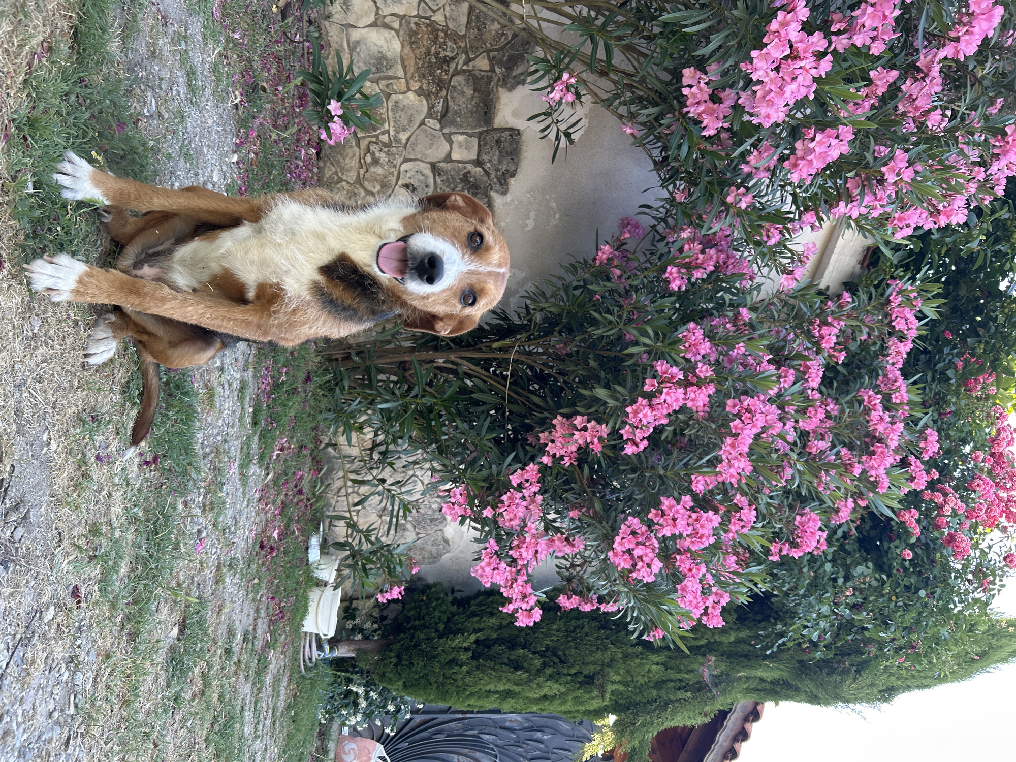 A medium-sized dog with tan, white, and black markings is sitting on a gravel and grass surface in front of a stone wall and a large bush with pink flowers. The dog is looking at the camera with its tongue out and mouth open. Behind the dog, there is a wall made of large, irregular stones. To the left and right of the dog are branches of a flowering bush with numerous pink blossoms and green leaves. A tall, dark green conifer tree is visible to the right of the flowering bush, and a section of a tiled roof can be seen behind it. In the background, to the right, a decorative metal gate is present. The ground is covered with gravel, patches of grass, and fallen pink petals. The scene appears to be outdoors in a yard or garden. The location is identified as Polenitsa, Bulgaria.