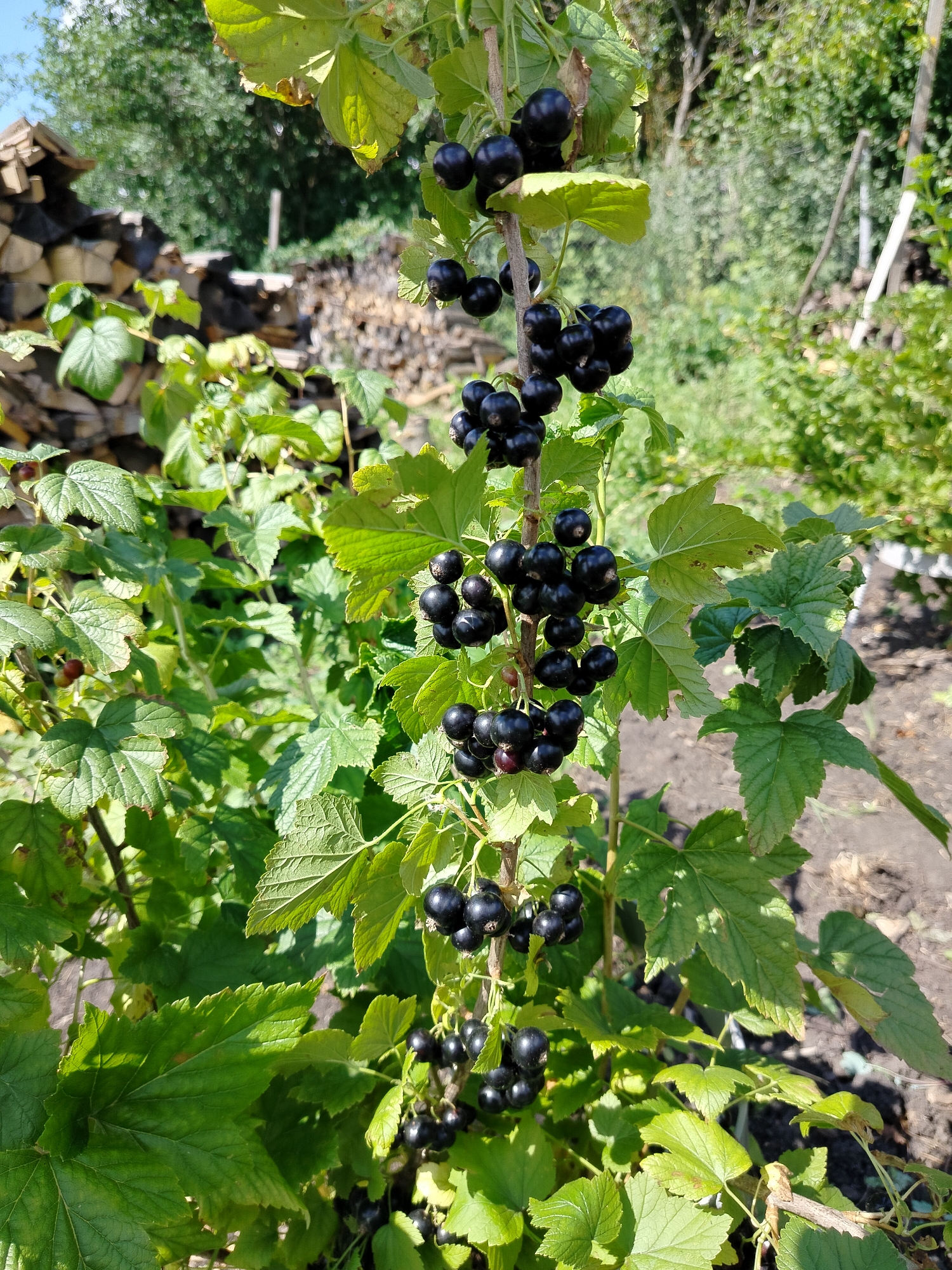 This is a close-up, eye-level, outdoor shot of a black currant bush with ripe berries. The bush is lush with green leaves, and clusters of dark purple-black berries are visible on a central stem. In the background, out of focus, is a pile of chopped wood on the left and more greenery and a white post on the right, suggesting a rural or garden setting. The scene is brightly lit, indicative of daytime. The location is stated as Вазерки, Russia.