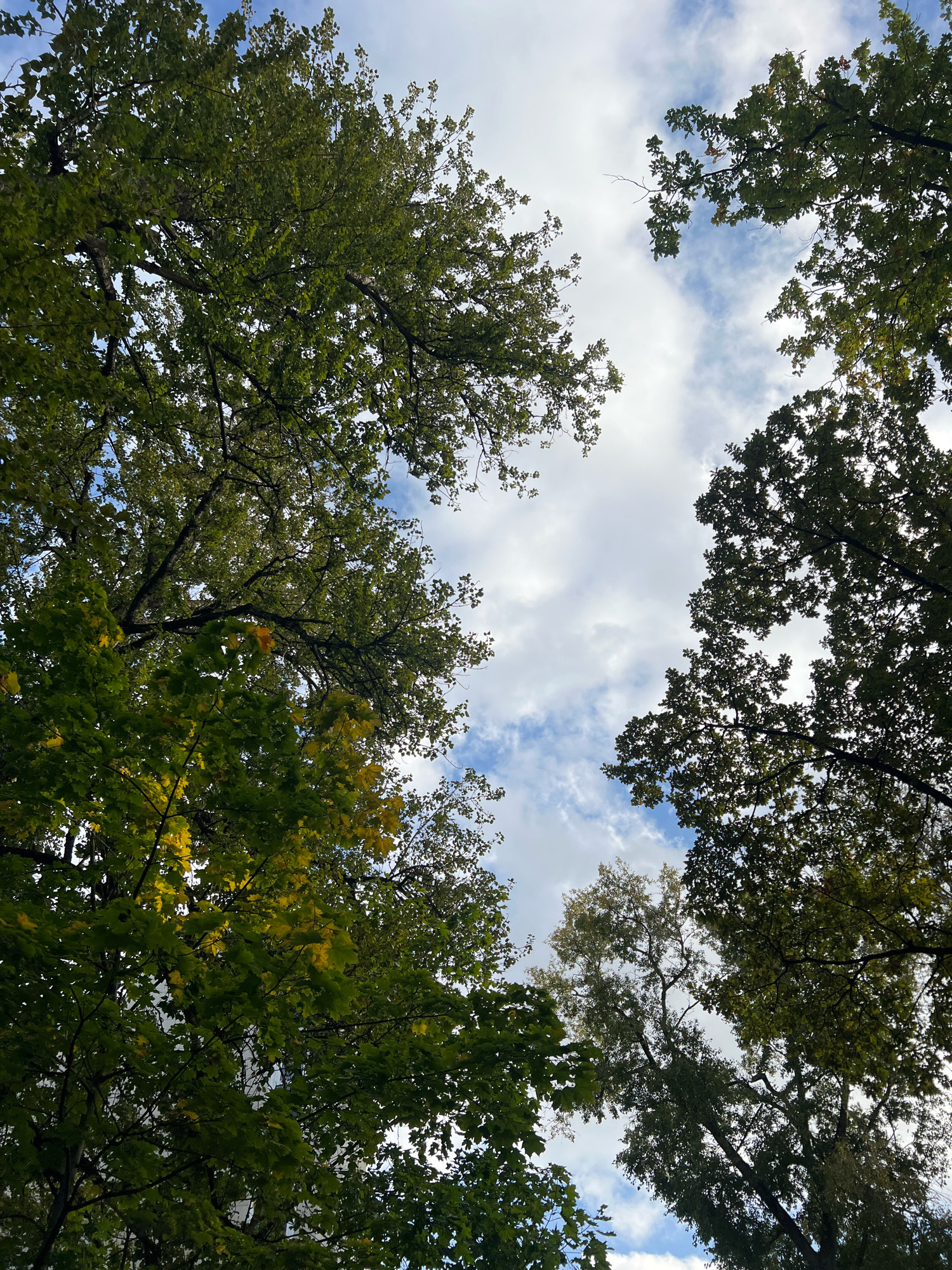 The image captures a low-angle view looking up through the canopy of trees towards a cloudy sky. The foliage is predominantly green, with some hints of yellow and gold suggesting the possibility of early autumn. The trees are tall and their branches spread out, framing patches of the sky. The sky itself is a mix of blue and white, with fluffy clouds drifting across. The scene is static and appears to be an outdoor environment, likely a park or a natural area within the city of Unknown, Unknown. No people or distinct actions are visible.