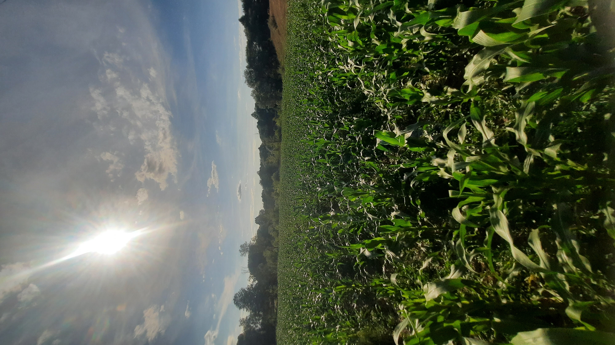 The image shows a wide-angle, low-angle shot of a large cornfield under a bright, sunny sky with scattered clouds. The sun is prominently visible in the upper left quadrant, casting a strong glare and sunburst effect. The corn stalks are tall and green, filling the majority of the frame and extending towards the horizon. In the background, a line of trees forms a dense border against the sky. The overall scene depicts an agricultural landscape on a clear day. There are no people or animals visible in the image. The location is identified as Шклоў, Belarus.