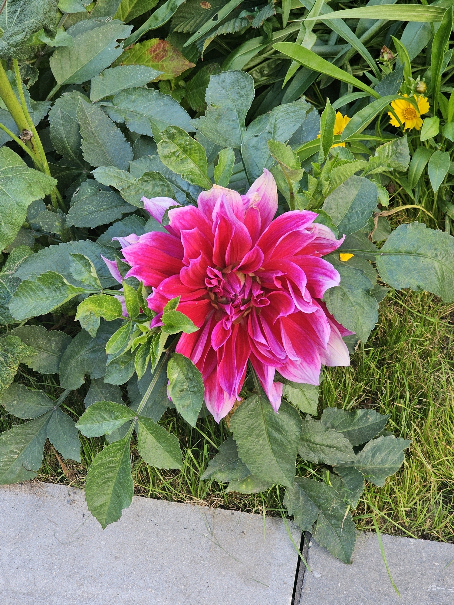 A vibrant fuchsia dahlia flower is the central focus of this close-up, eye-level shot. The dahlia, with its numerous, layered petals, is surrounded by lush, dark green foliage. The petals exhibit a gradient of color, transitioning from a deep fuchsia at the center to a lighter pink and white towards the tips. In the background, hints of yellow flowers and blades of green grass are visible, along with a grey concrete surface at the bottom of the frame. The lighting suggests it is daytime, with natural light illuminating the scene. The image does not contain any people or actions. The specific location is not determinable from the image alone.