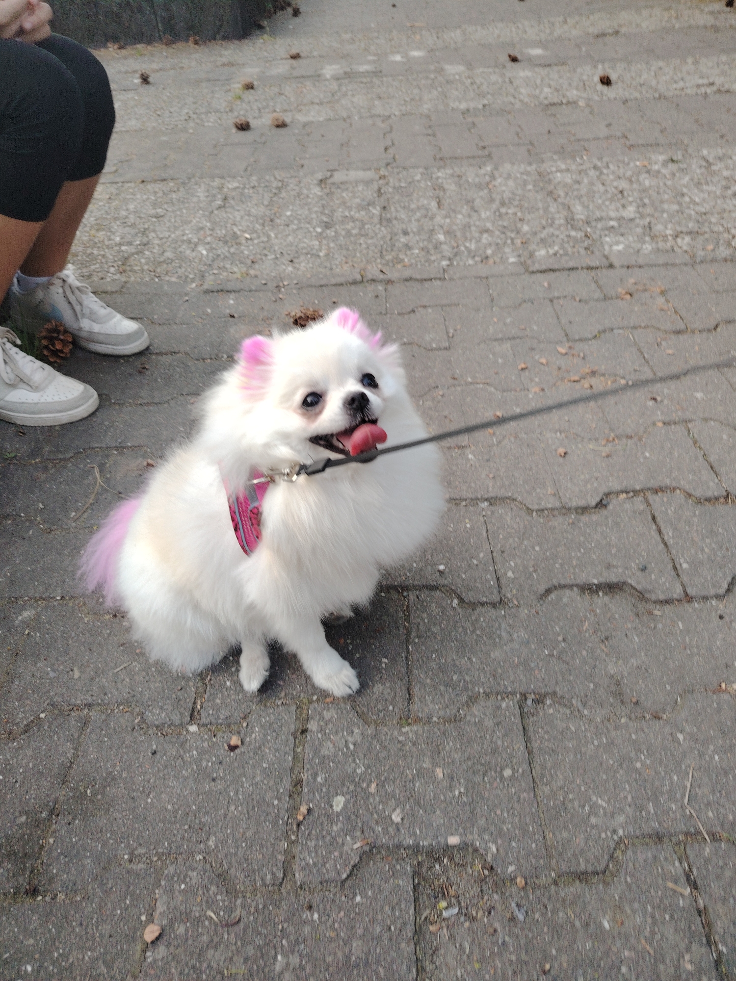 A small, white, fluffy dog with pink-dyed ears and tail sits on a gray brick-paved walkway. The dog wears a pink harness and is attached to a black leash. Its tongue is sticking out. To the left of the dog are a person's legs and feet wearing gray sneakers. The background includes more of the brick walkway with scattered leaves and pine cones. The location is likely a street or park in Berlin, Germany, based on the style of brick paving commonly found in the city.