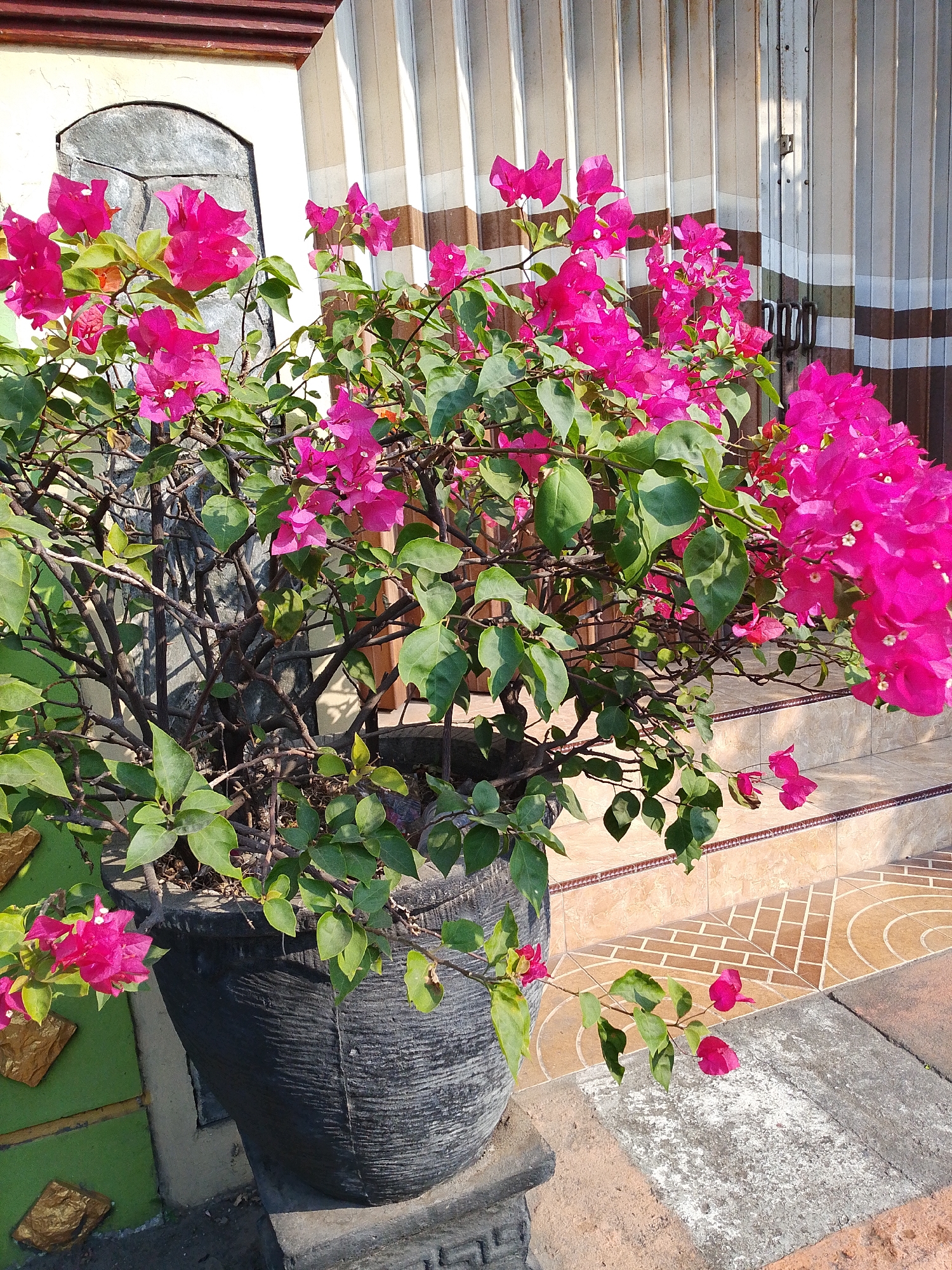 A large potted Bougainvillea plant with vibrant pink flowers is positioned outside a building. The plant is in a dark, textured pot and is situated on a tiled patio with steps leading up to a closed corrugated metal door. The building's facade appears to be light-colored with some decorative elements. The scene is lit by natural sunlight, casting shadows on the ground and the building. The location is identified as Kediri City, Indonesia.