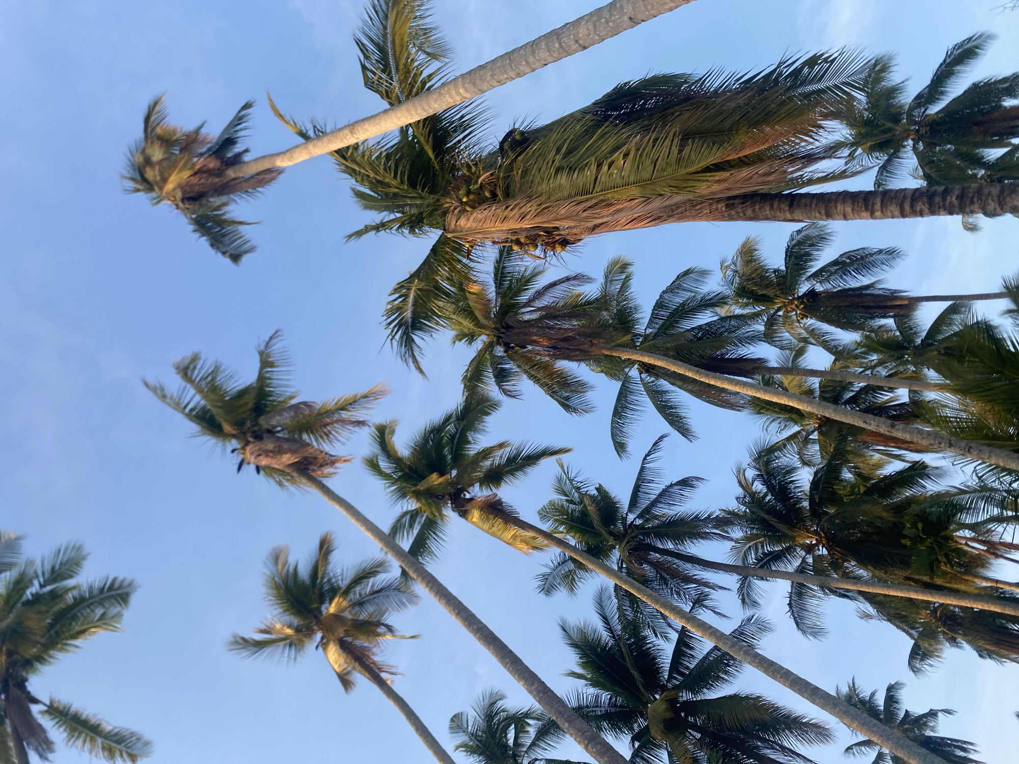 The image is a low-angle shot of numerous coconut palm trees against a blue sky. The trees are densely packed, with their trunks and fronds filling most of the frame. The sky is a clear blue with no clouds visible. The trees have green fronds, and some appear to have coconuts. There is no other visible background information to indicate it is Pantebaroglesiblah, Indonesia. The absence of any people, subjects, actions, or interactions suggests a focus on the natural environment.