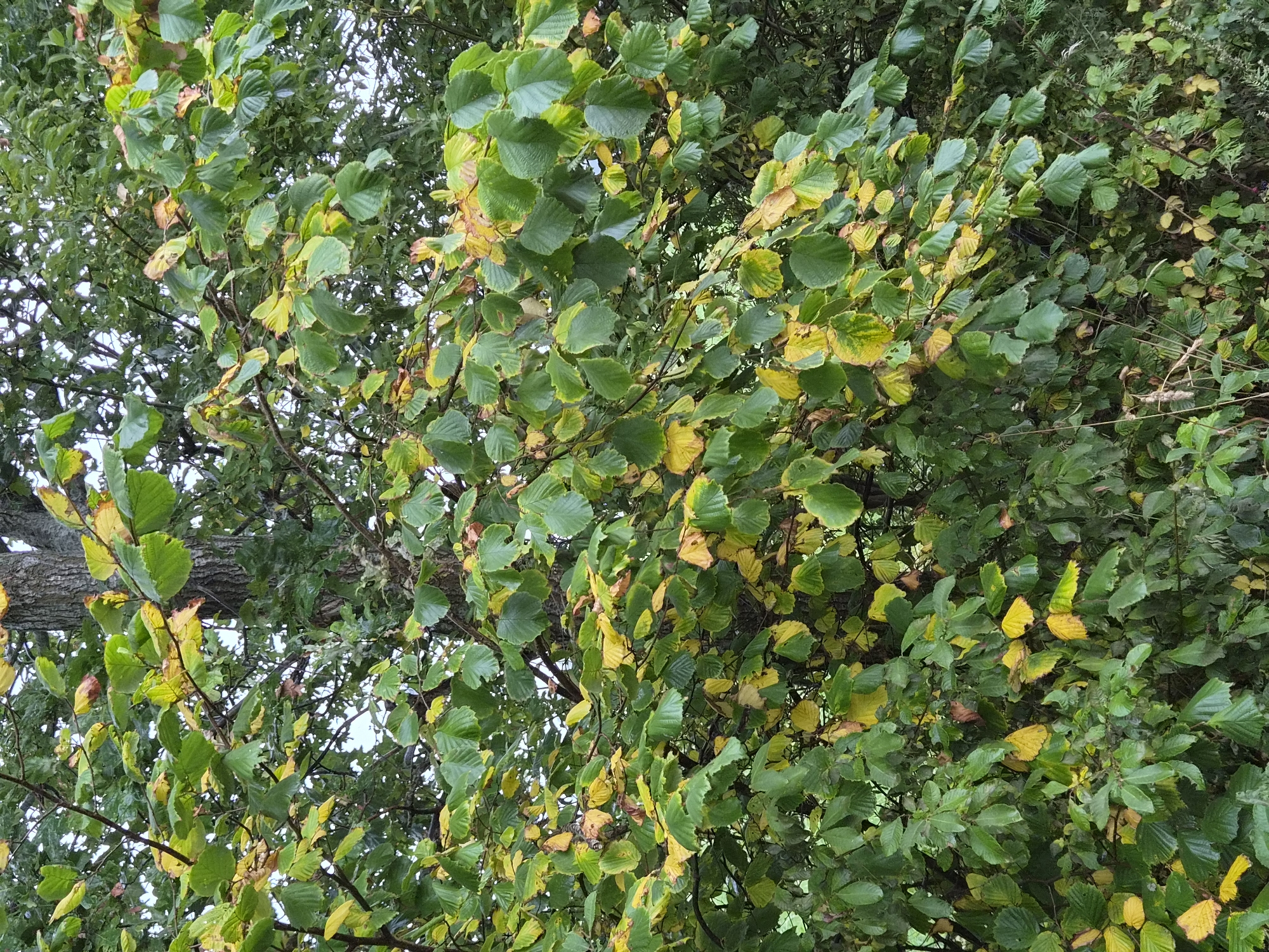 This is a full shot of a large tree with lush green leaves, many of which are beginning to turn yellow, indicating the transition to autumn. The tree is densely packed with foliage, obscuring much of its trunk. Sunlight filters through the leaves, creating dappled light and shadow. The scene suggests an outdoor environment, possibly a park or a wooded area, within Schiffdorf, Germany. There are no people or animals visible in the frame. The overall impression is one of natural beauty and the changing of seasons.
