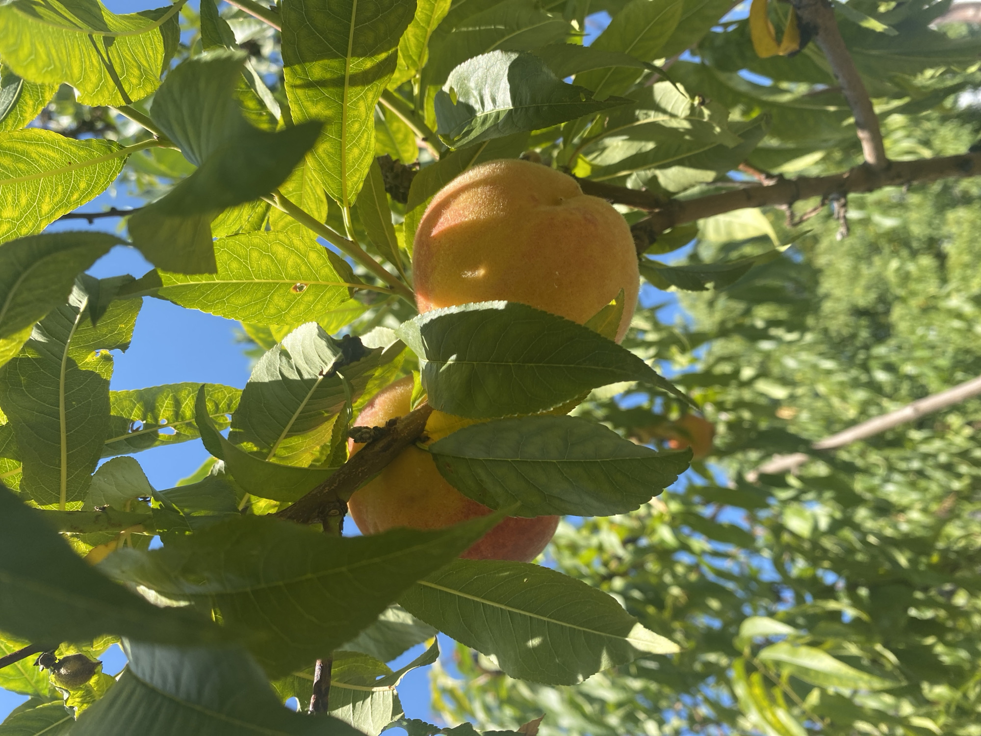 This image captures a close-up view of two ripe peaches hanging from a tree branch. The peaches are a vibrant yellow-orange with a hint of red blush, and their fuzzy texture is evident. They are partially obscured by lush green leaves, which are illuminated by sunlight, creating a dappled effect. The background is a clear blue sky, and the overall scene suggests an outdoor environment, likely in a garden or orchard. The location is identified as Târgu Neamț, Romania. No people or specific actions are depicted in the image.