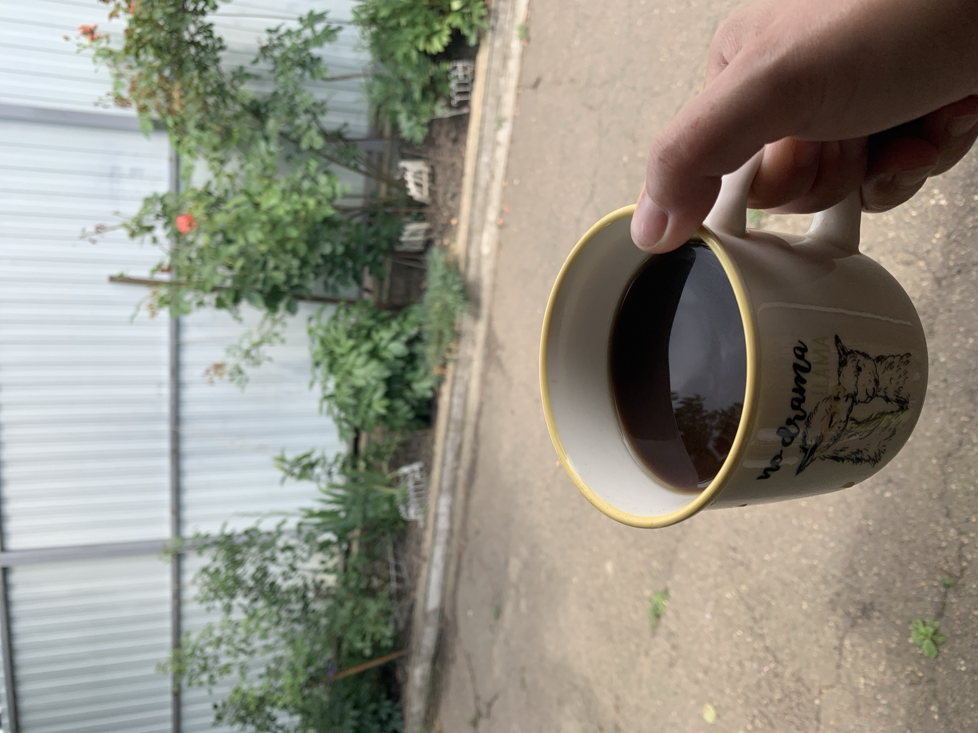 In an outdoor setting, a person's hand holds a white coffee mug filled with dark liquid. The mug has a yellow rim and a design featuring two llamas with the text "no drama Llama." The background shows a silver corrugated metal fence, with lush green plants and a few red roses growing in front of it. The ground in the foreground and background appears to be a paved surface with some scattered greenery.