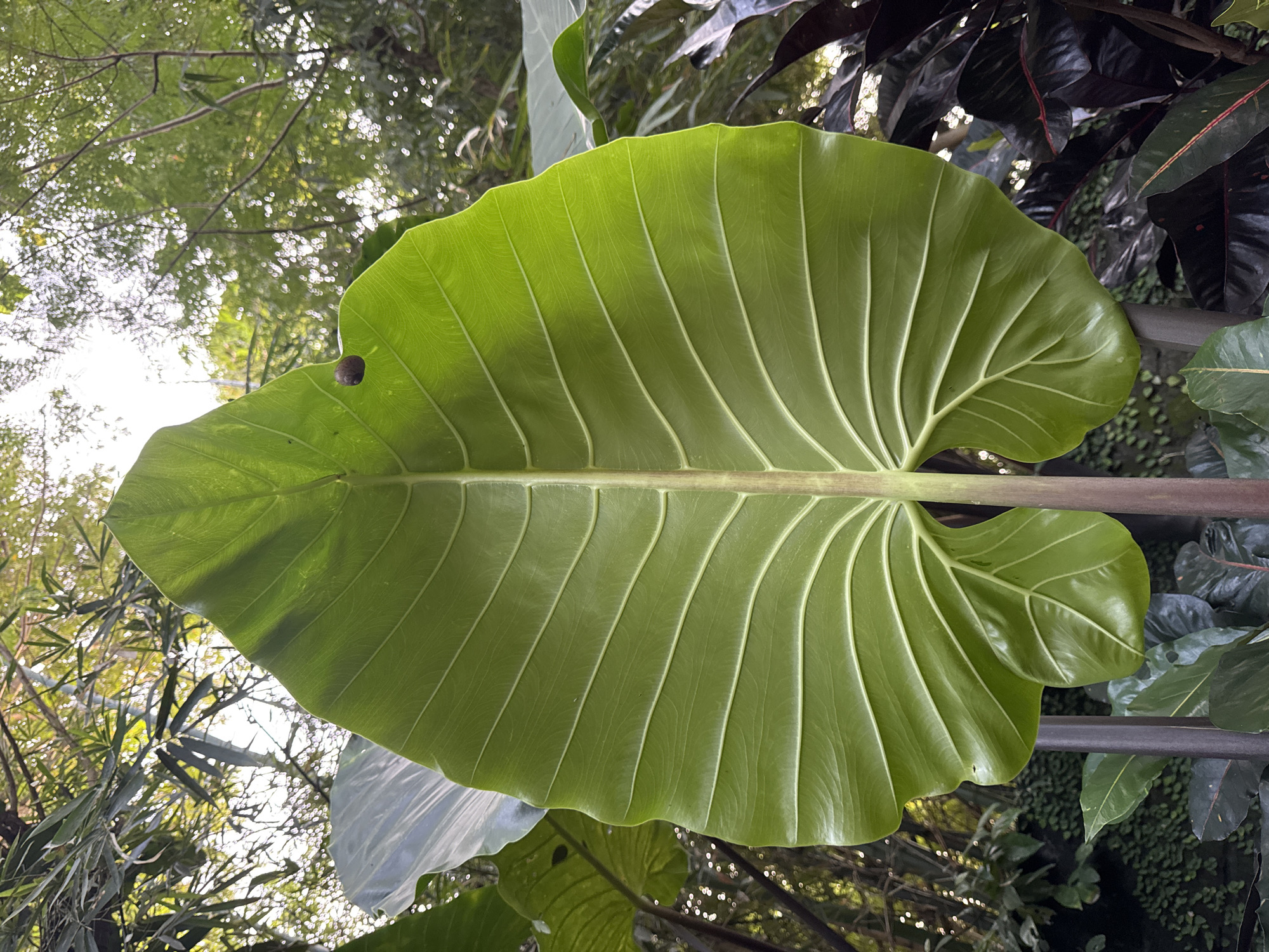 A large, green, heart-shaped leaf with prominent veins is centered in the frame. It is attached to a brown stem that runs vertically. The leaf has a small hole near its left edge. The background consists of dappled sunlight filtering through trees and foliage, suggesting an outdoor location. The presence of dark red and green foliage in the background indicates tropical or subtropical vegetation. A thin, dark metal bar runs horizontally behind the lower portion of the leaf. While the image indicates tropical vegetation, there is no definitive information to confirm its specific location as Kuta Selatan, Indonesia.