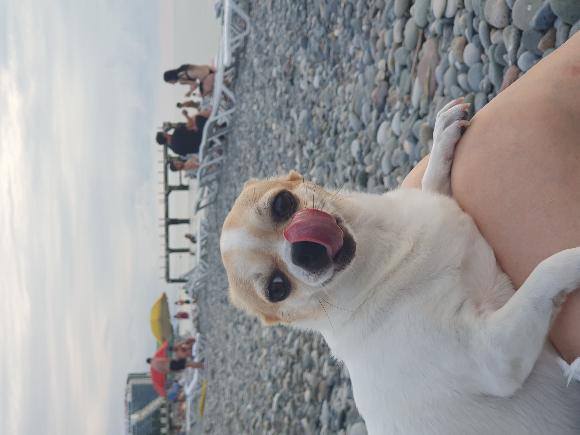 A close-up shot features a tan and white Chihuahua with its tongue sticking out, facing the camera on a pebble beach. The dog is resting on a person's lap, with its front paw visible. In the background, out of focus, are several people sunbathing on lounge chairs, some under colorful umbrellas. A pier extends into the water, and buildings are visible in the distance. The scene appears to be a public beach in Batumi, Georgia.
