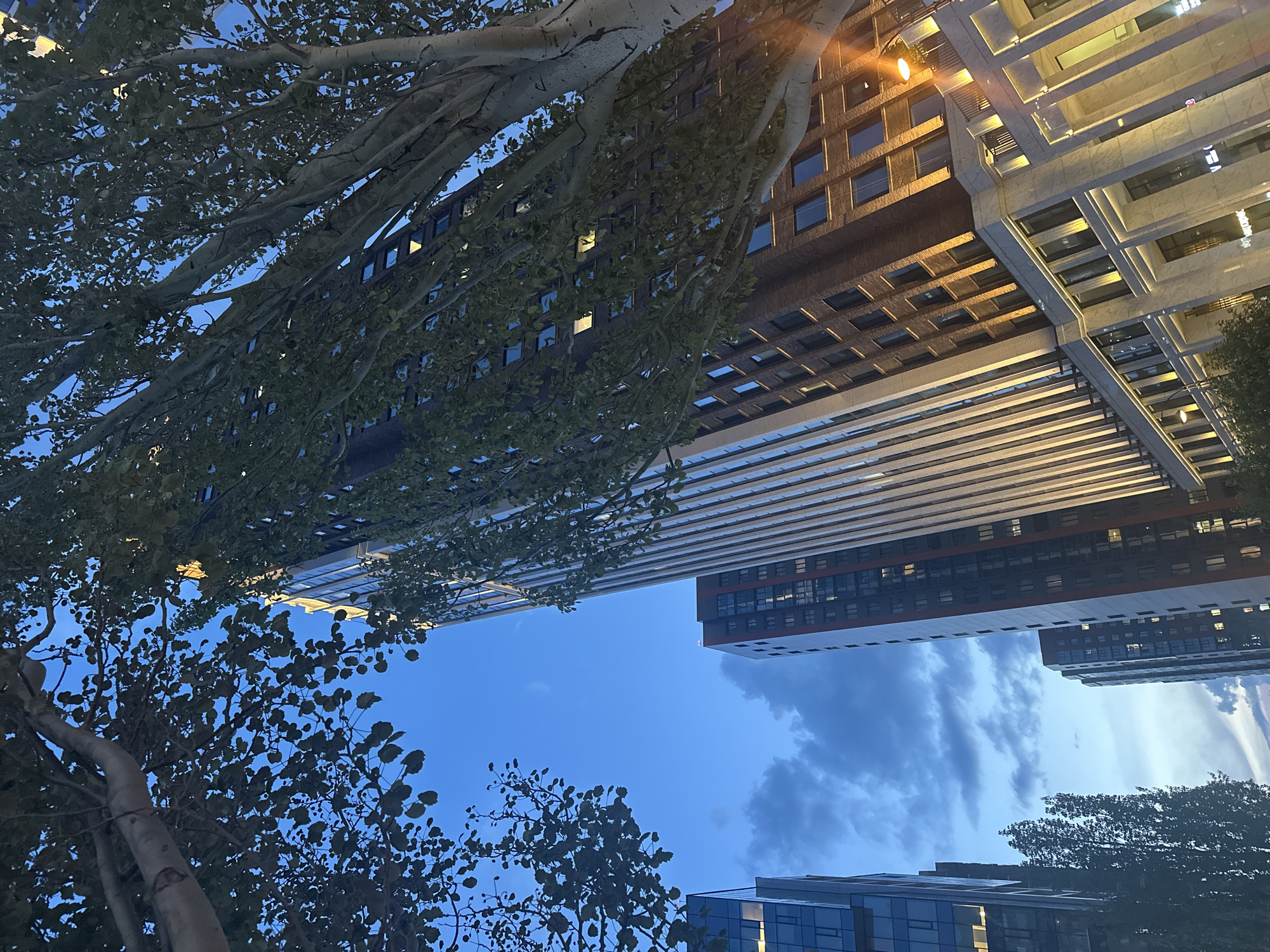 The image presents an upward view of tall buildings against an evening sky, framed by tree branches and foliage. The architecture includes a mix of modern high-rise structures with varying facade designs, featuring dark brick, light-colored panels, and glass elements. Streetlights illuminate the buildings. The sky is a gradient of blue, with visible clouds. The location is Novosibirsk, Russia.