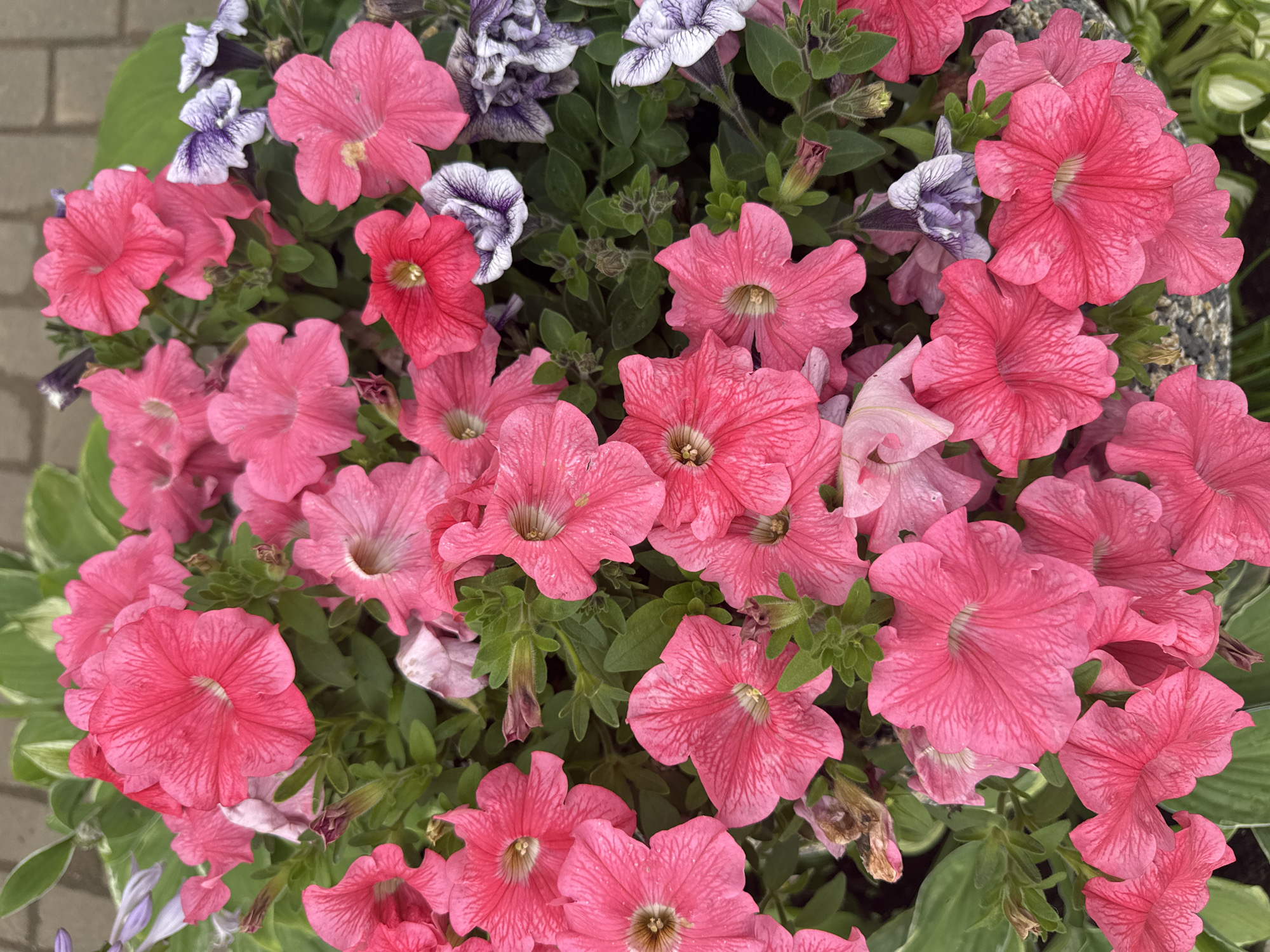 The image shows a close-up view of a planter filled with numerous pink petunias. Some of the petunias are a vibrant, saturated pink, while others are a lighter shade. Interspersed among the pink flowers are a few petunias with purple and white striped patterns. The flowers are densely packed, with green leaves and stems visible beneath them. The planter appears to be outdoors, possibly in a garden or public space, as indicated by the presence of paving stones and foliage in the background. The lighting suggests it is daytime. There are no people or animals visible in the image. This scene is located in the city of Chastyye, Russia.