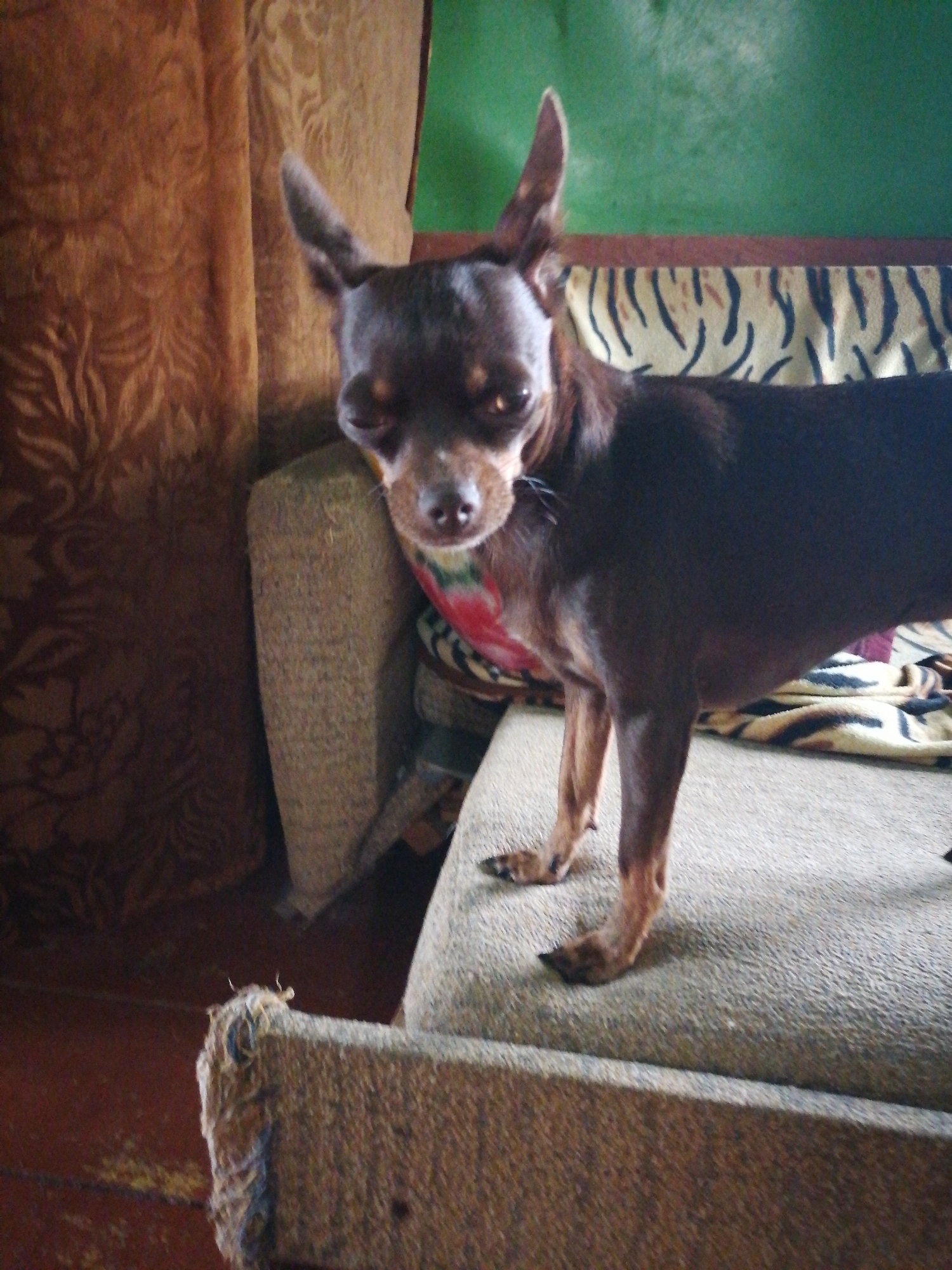 A small, dark-colored dog with large ears is standing on a sofa in what appears to be a dimly lit room. The dog is facing forward, with its head slightly tilted. It is wearing a red and green patterned bandana around its neck. The sofa is upholstered in a textured, light brown fabric. Behind the dog, the sofa is covered with a throw blanket featuring a tiger-stripe pattern. To the left of the sofa, there is a curtain with a floral pattern in shades of brown and tan. The background wall is painted a muted green. The overall impression is that of a domestic setting in Novopokrovka, Russia.