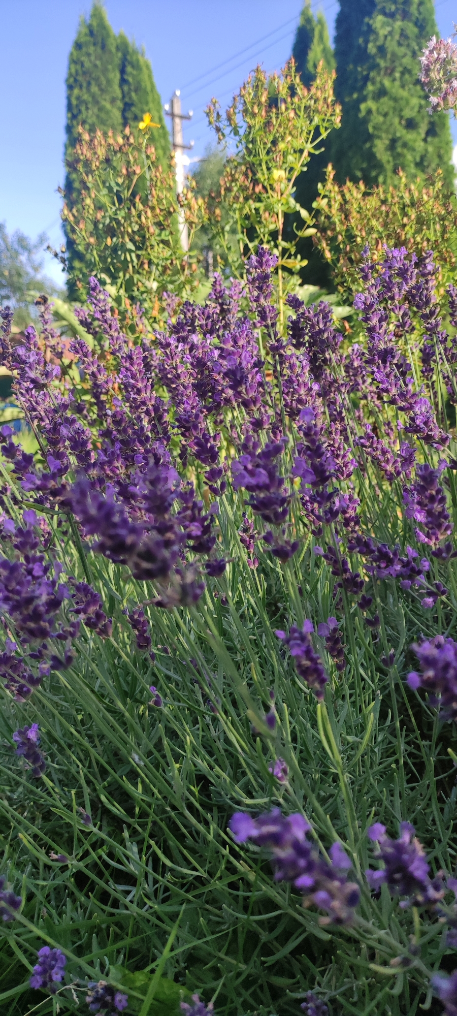In the foreground of the image, a dense cluster of purple lavender flowers stands tall with green stems and leaves. In the background, out-of-focus green trees and foliage are visible against a clear blue sky, with a hint of utility poles and wires. The scene appears to be set in a garden or natural outdoor space, possibly within the city of Moskovskiy Veteran SNT, Russia, given the context. There are no people or visible animals in the frame.