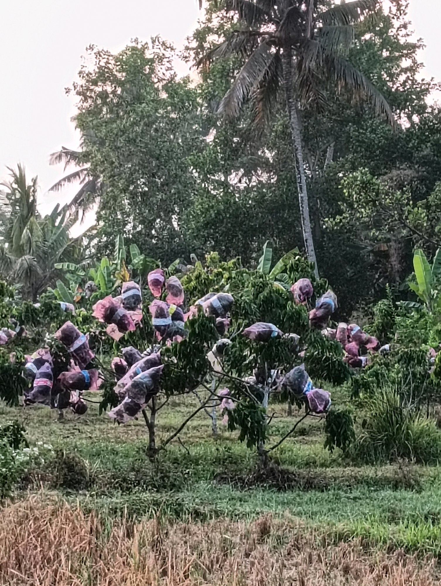 In Sucenjurutengah, Indonesia, a rural agricultural scene unfolds under a hazy sky. The foreground is dominated by dry, golden-brown grass, suggesting a harvest or arid season. Behind this, a verdant field gives way to an orchard of fruit trees, likely coffee or cocoa, judging by the size and density of the foliage. Many of the branches are adorned with plastic bags, wrapped around developing fruit clusters, a protective measure to prevent insect damage or premature ripening. The trees themselves are varied in height and density, interspersed with broader-leafed plants, possibly banana trees, indicating a tropical environment. In the background, tall palm trees and other dense foliage create a lush, green backdrop, characteristic of a tropical landscape. The overall impression is one of active agricultural cultivation, with a focus on protecting the developing crop.