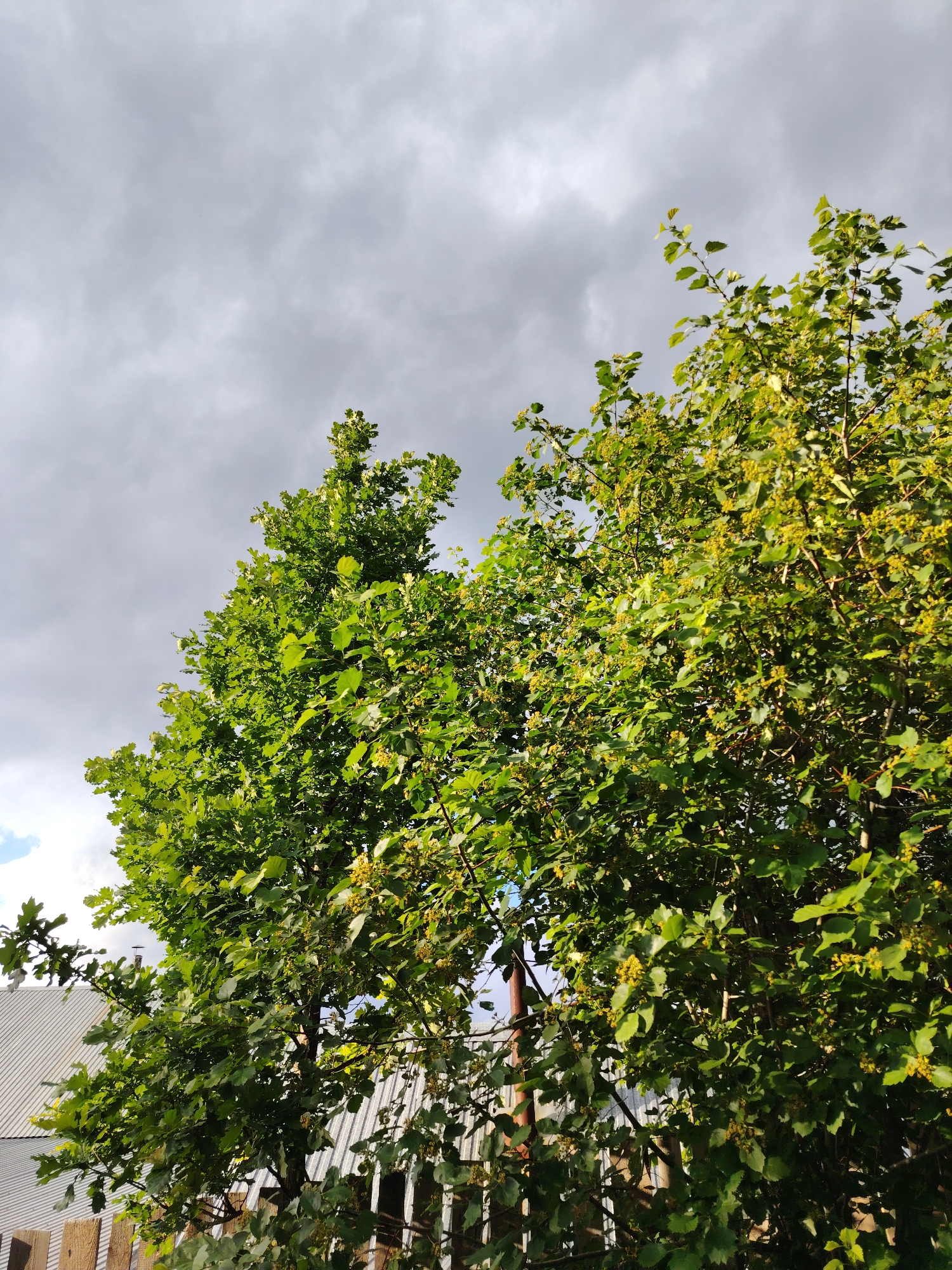 A medium-angle shot depicts a verdant tree against a backdrop of an overcast sky in Chaikovsky, Russia. The tree's crown fills much of the frame, its green leaves interspersed with hints of yellow. Below the tree, a wooden fence and a corrugated metal roof are visible, suggesting a residential or suburban setting. Utility poles extend above the roof. The sky is uniformly covered with dark gray clouds.