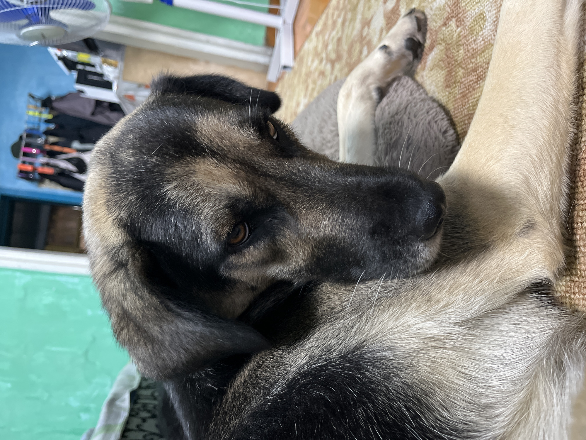 A close-up, eye-level shot features a large dog, possibly a German Shepherd mix, lying down indoors. The dog's fur is a mix of black, brown, and tan. Its head is turned to the side, with its gaze directed downwards and slightly to the left. The dog's right eye is visible, a warm brown color. Its front paws are resting on a plush, gray dog bed, which is placed on a patterned rug. In the background, a mint green wall is visible on the left, with a glimpse of a white doorframe. To the right, a blue wall is partially seen, with various items hanging on it, possibly clothing or accessories. A white fan with blue accents stands in the far right background. The overall environment appears to be a domestic setting, possibly a living room. There are no people visible in the image, and the dog is the sole subject. The lighting is moderate, with some shadows cast by the dog.
