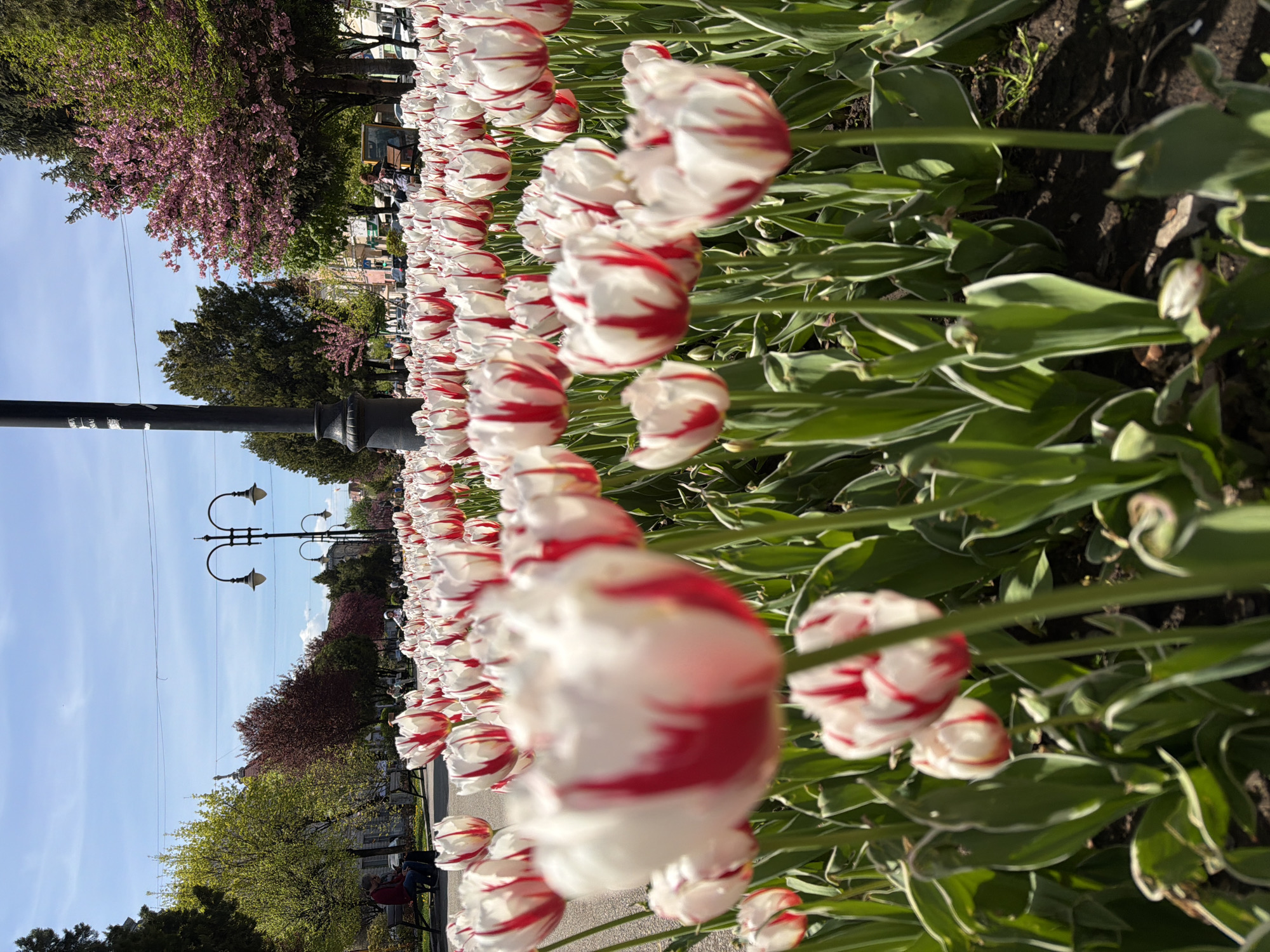 The image captures a row of red-and-white tulips in full bloom in Târgu Mureș, Romania. The flowers stretch into the distance along a pathway, flanked by green foliage. In the background, there are trees with pink blossoms, street lamps, benches, and pedestrians. The sky is blue.
