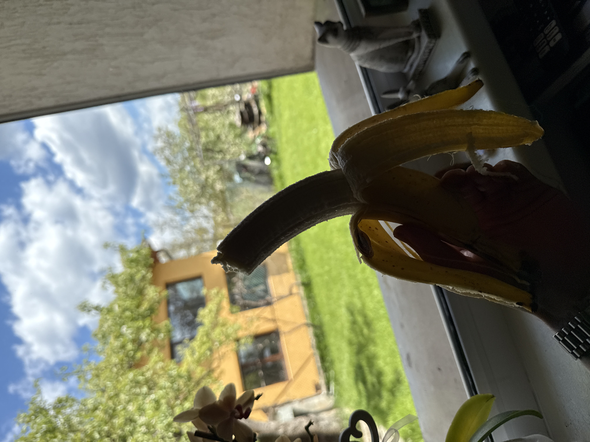 A hand is holding a partially peeled banana in front of an open window. The view through the window includes a building with multiple windows and surrounding greenery under a cloudy sky. The location is Buhovo, Bulgaria. A small, decorative cat statue is visible on the window sill. An orchid is present in the foreground.