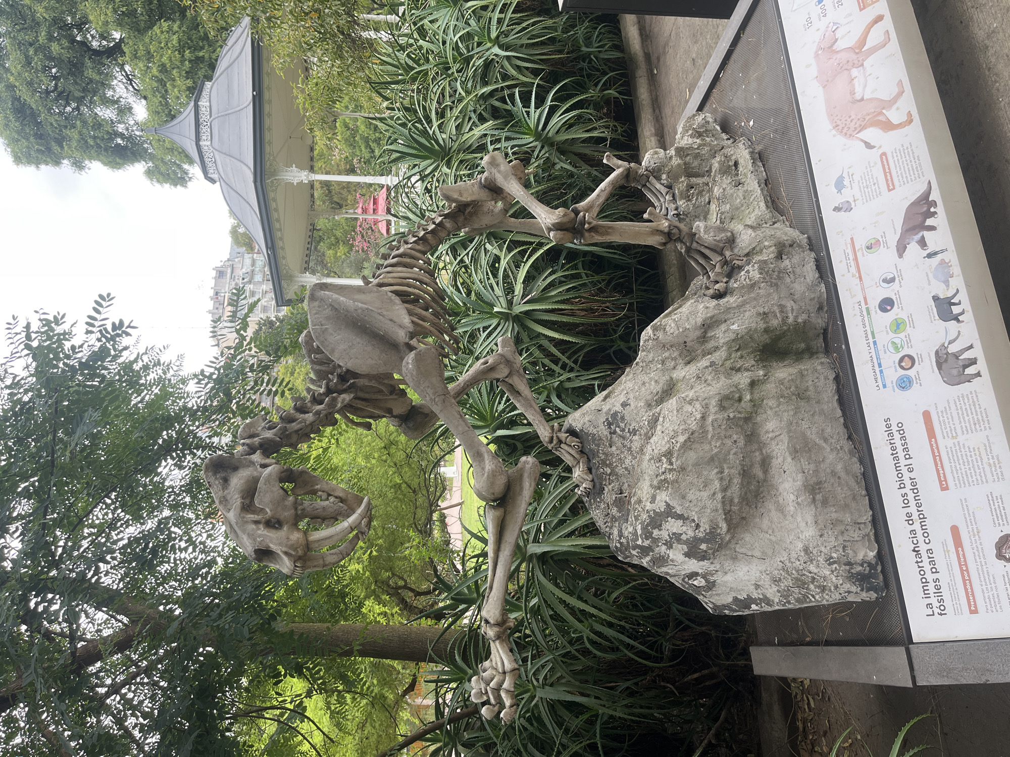 An outdoor exhibit in a public park displays a life-sized, fossilized skeletal replica of a *Smilodon populator* (saber-toothed cat). The light-grey, bone-textured skeleton is depicted in a dynamic, low-lunging pose, with its mouth open, revealing prominent saber teeth. It is mounted on a large, irregularly shaped, light-grey concrete-like rock formation that serves as its base.
The immediate environment consists of dense clusters of tall, spiky-leaved green succulent plants, resembling aloe or agave, surrounding the rock base and extending into the middle ground. A clear concrete pathway is partially visible behind these plants. In the foreground, beneath the rock base, an elongated horizontal informational plaque is displayed. The plaque features text primarily in Spanish, titled "La importancia de los biomateriales fósiles para comprender el pasado" (The importance of fossil biomaterials to understand the past), and includes illustrations of various prehistoric animals, specifically identifying the *Smilodon populator* and mentioning "megafauna porteña."
The background reveals a lush park environment with mature trees showcasing dense green foliage. To the right, a white, octagonal gazebo with an ornate, dark-grey peaked roof is visible. Beyond the trees and gazebo, multi-story urban buildings with light-colored facades are partially discernible under an overcast sky. There are no individuals present in the frame.
This exhibit is situated within a public park in Buenos Aires, Argentina, most specifically indicated as Parque Centenario due to the "megafauna porteña" reference on the interpretive plaque and the characteristic setting for natural history displays linked to the Museo Argentino de Ciencias Naturales "Bernardino Rivadavia."