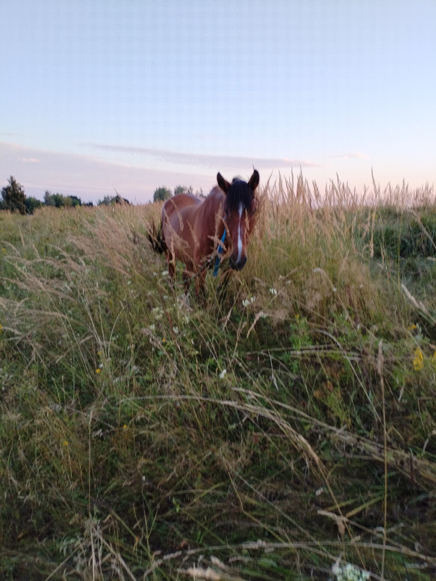 A brown horse with a white blaze on its face stands in a field of tall, dry grass. The horse is facing the camera and appears to be wearing a blue halter. The background consists of a pale blue sky with some wispy clouds. In the distance, a line of trees is visible. The scene appears to be a natural setting, possibly a pasture or meadow. The lighting suggests it is either early morning or late evening. The image was taken in Bialynichy, Belarus.