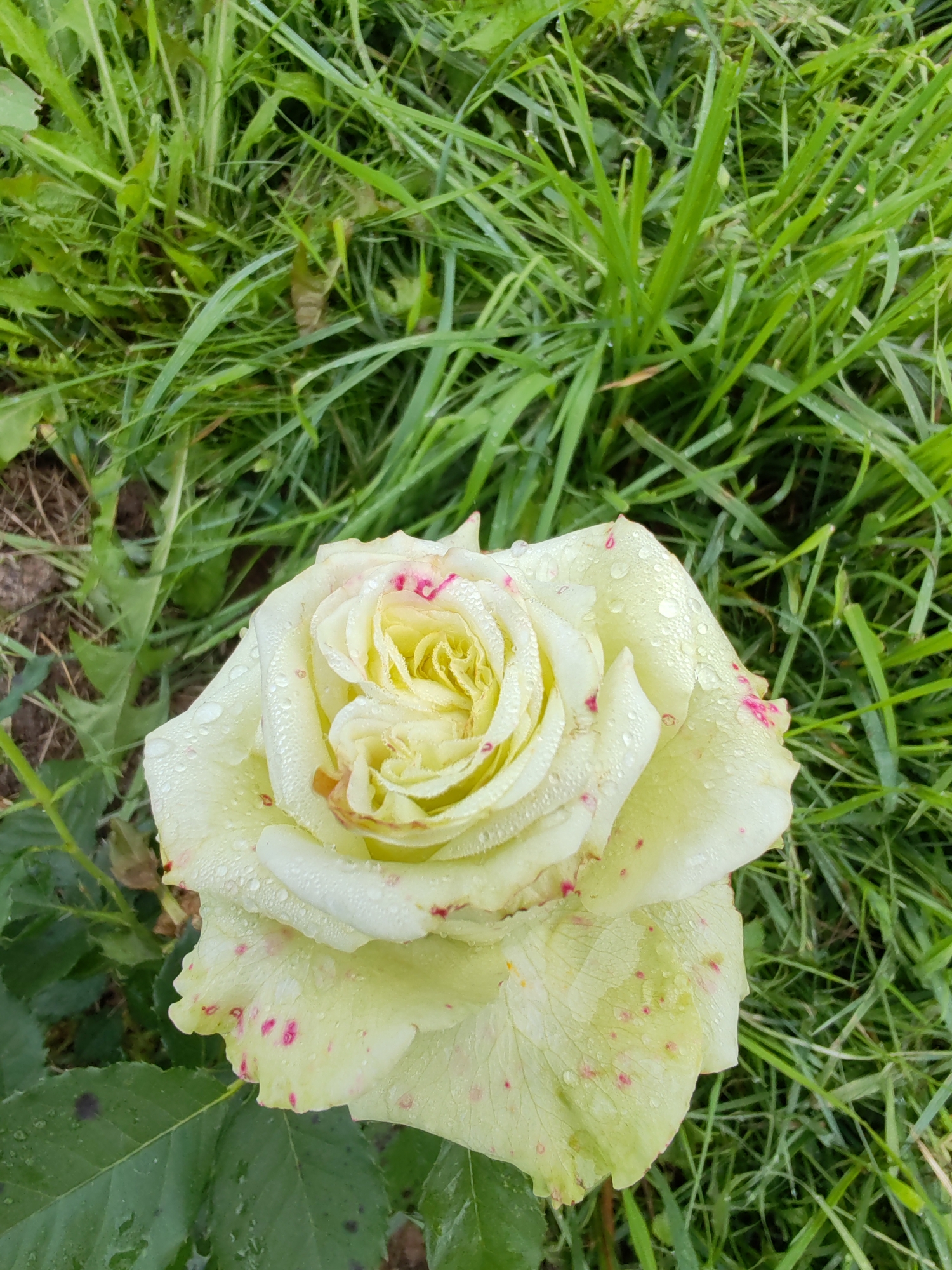 A close-up, high-angle shot shows a pale yellow rose with red speckles and water droplets on its petals. The rose is positioned in the center of the frame, against a background of lush green grass and some brown soil. The grass is wet, indicating recent rain or dew. The lighting is natural and diffused, suggesting an outdoor setting. The image was taken in the city of Chuhlém, Russia.
