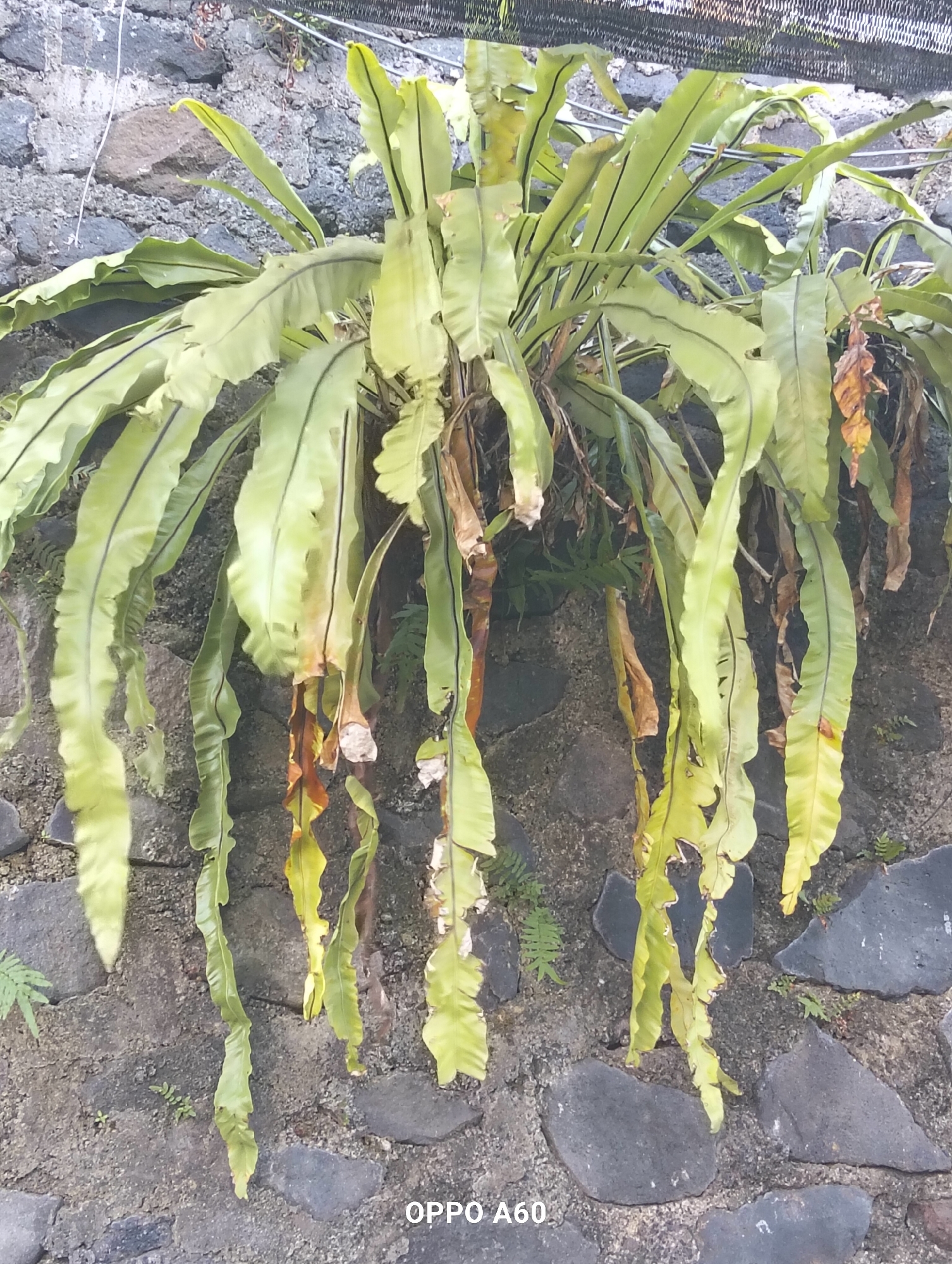 A bird's nest fern, with long, drooping fronds, is growing on a stone wall. The fronds are mostly green, with some browning and yellowing at the tips. The stone wall is made of rough, dark gray rocks of varying sizes, with some lighter gray mortar visible between them. The fern is lush and appears to be thriving. The lower right corner of the image shows the text "OPPO A60" in white, indicating the phone used to take the picture. The background consists of more stone wall and some blurry greenery. The overall scene appears to be outdoors, likely in a garden or courtyard setting within North Kuta, Indonesia.